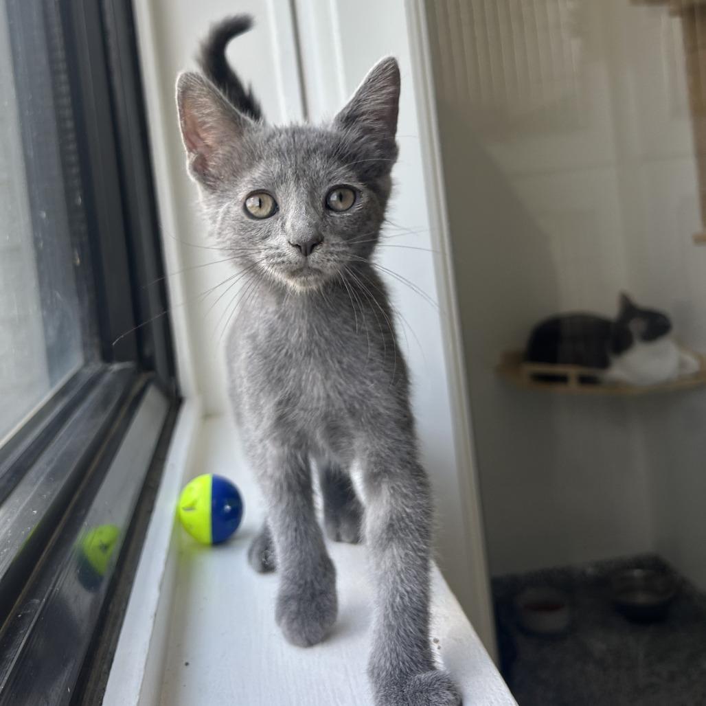 Sparrow, Adoptable, Kitten Male Domestic Short Hair.