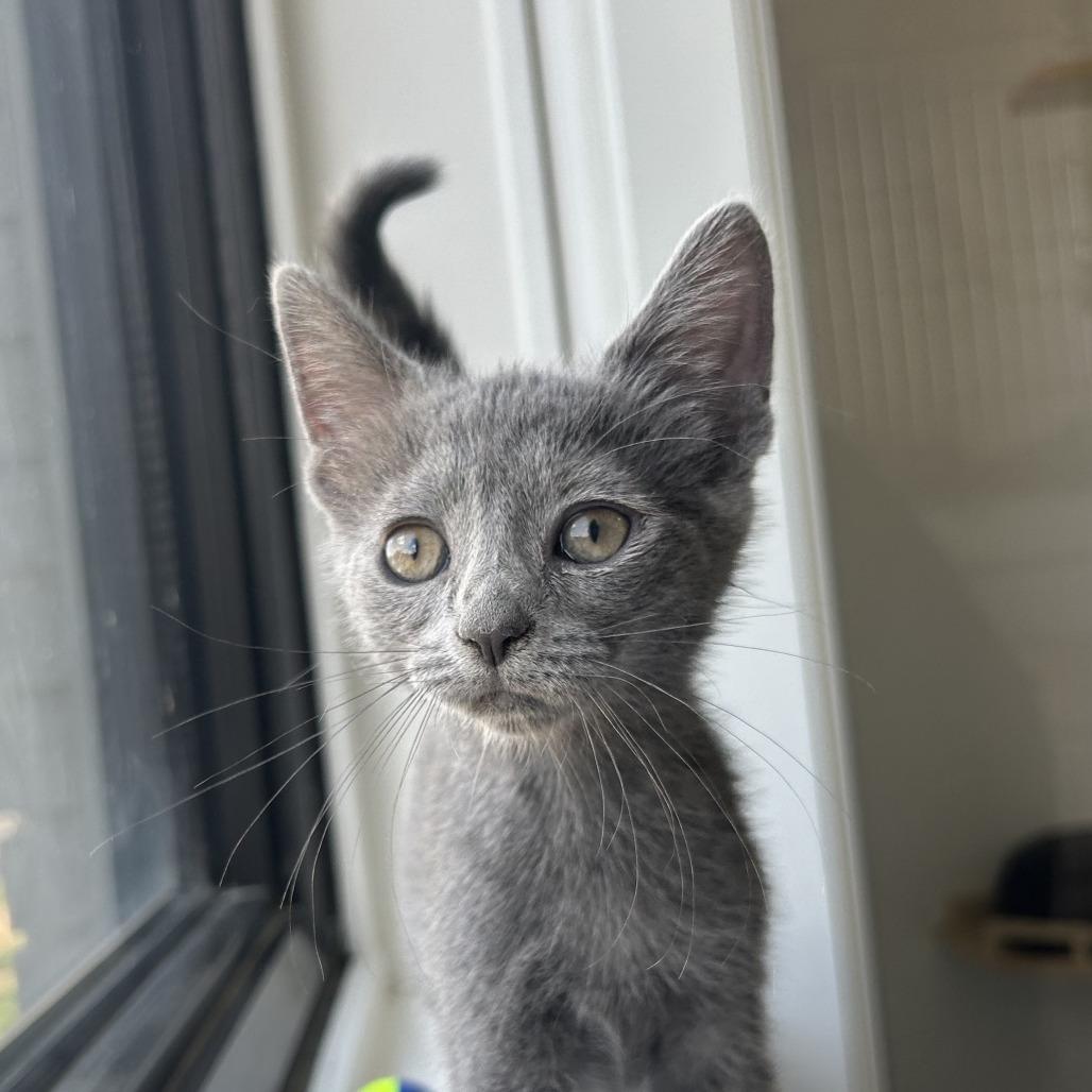Sparrow, a Adoptable Domestic Short Hair in St. Louis, MO image 2/3
