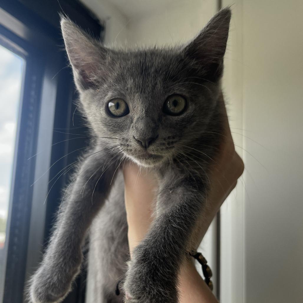 Sparrow, a Adoptable Domestic Short Hair in St. Louis, MO image 3/3