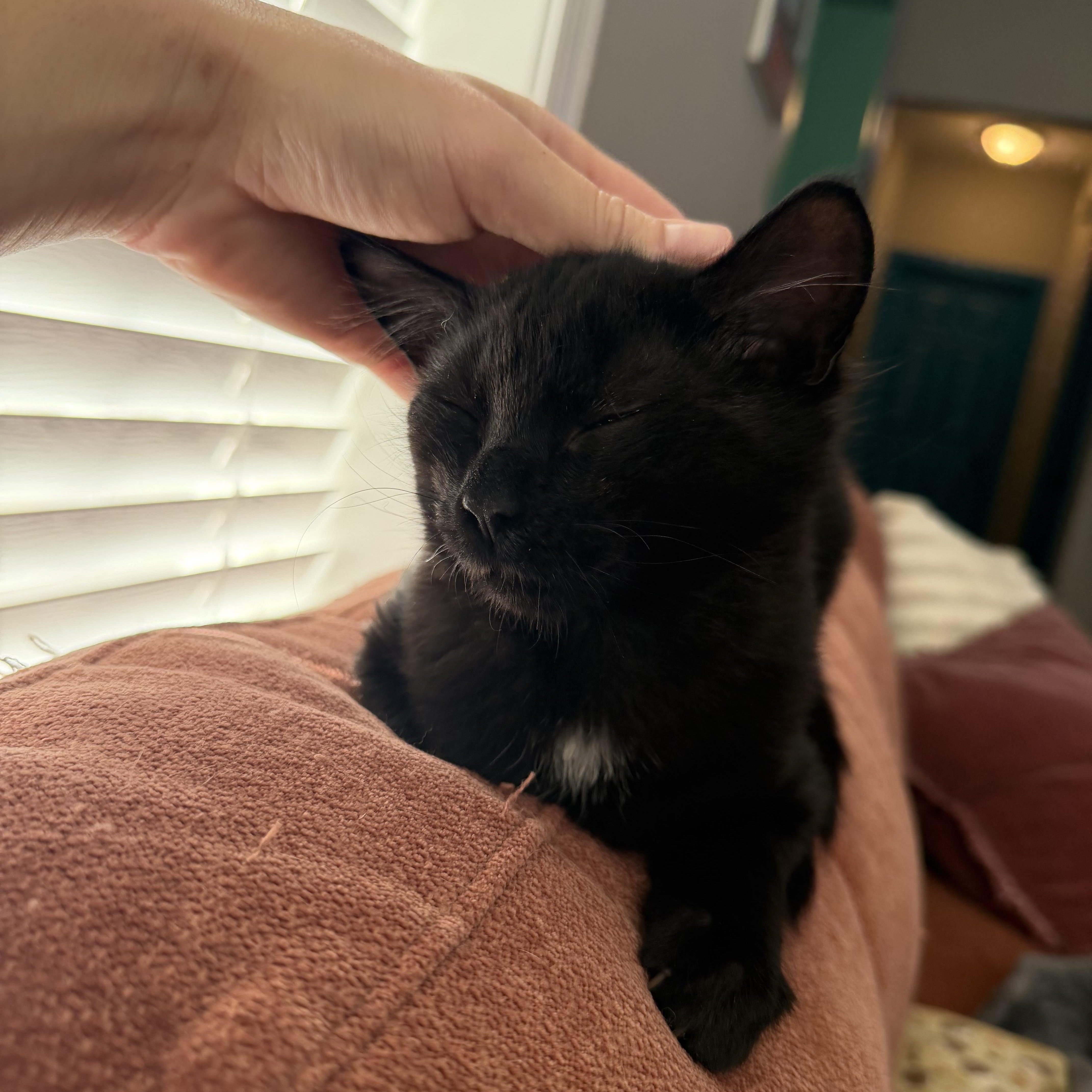 Enlarge Quesadilla, a Adoptable Domestic Medium Hair in Bethel, CT image 4/4