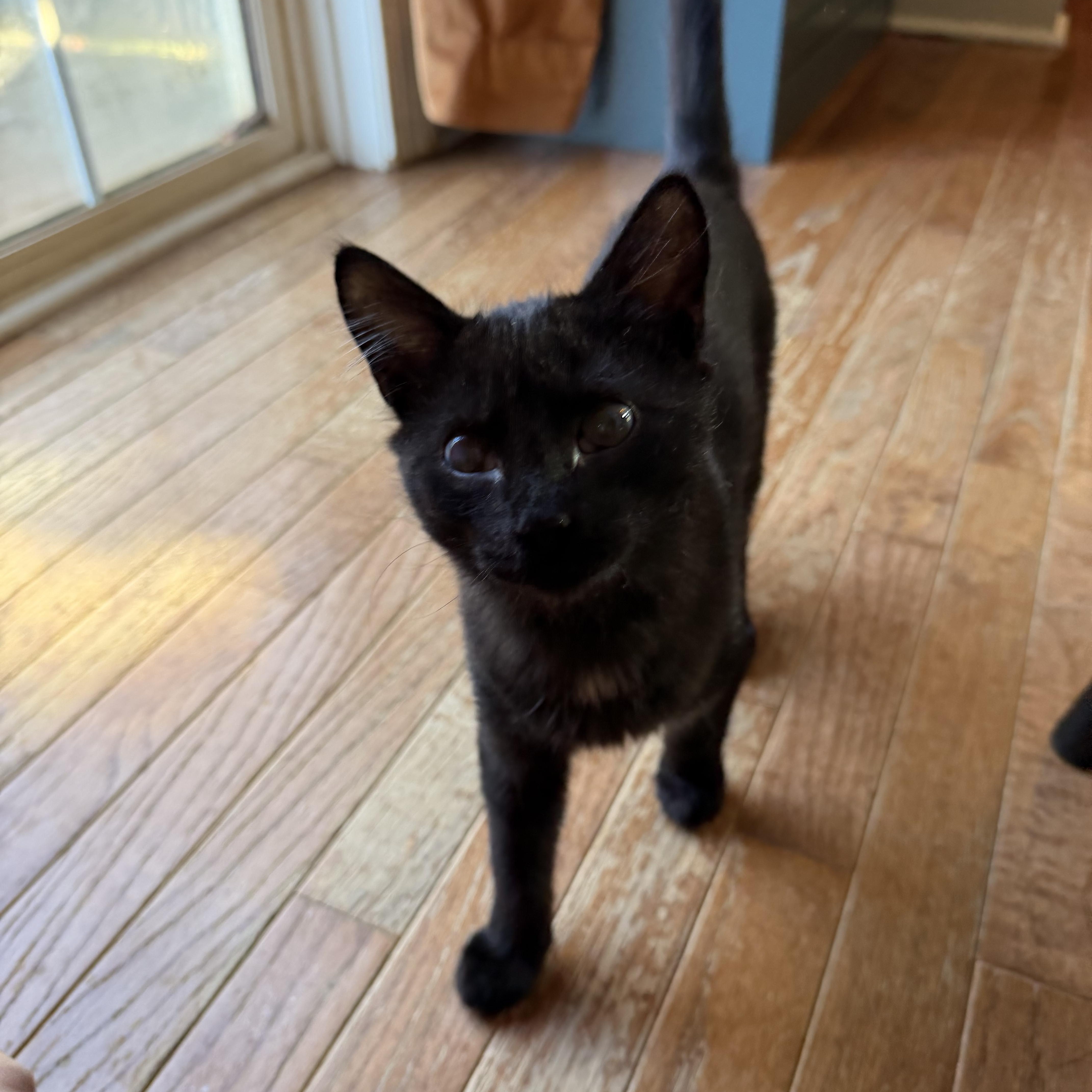 Enlarge Quesadilla, a Adoptable Domestic Medium Hair in Bethel, CT image 2/4