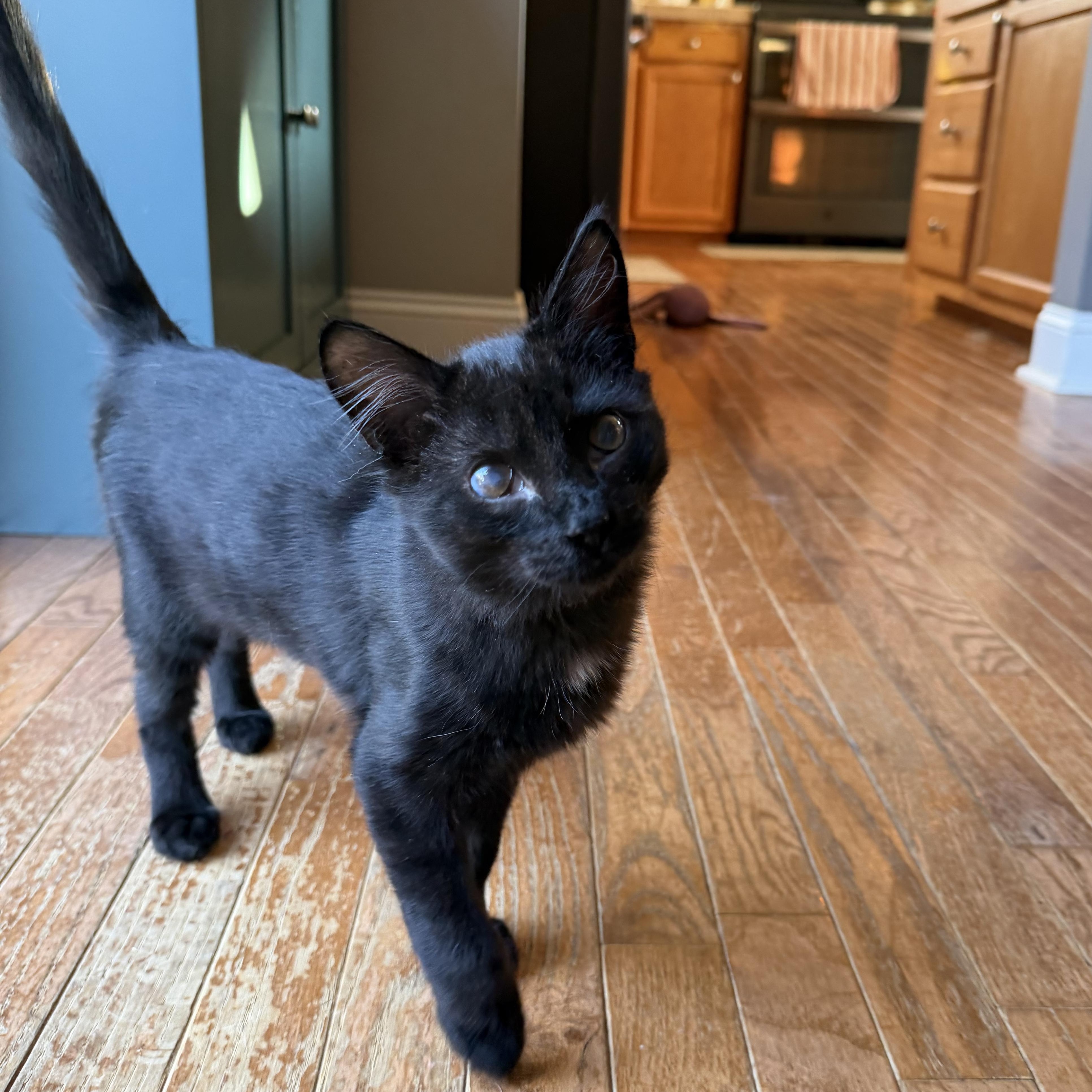 Enlarge Quesadilla, a Adoptable Domestic Medium Hair in Bethel, CT image 1/4