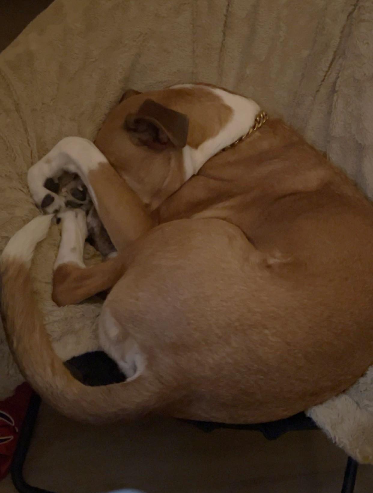 Enlarge Roku (68 lbs), a Adoptable mixed breed in Mississauga, ON image 5/6