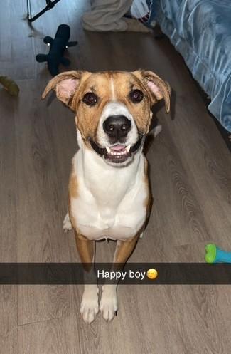 Enlarge Roku (68 lbs), a Adoptable mixed breed in Mississauga, ON image 6/6