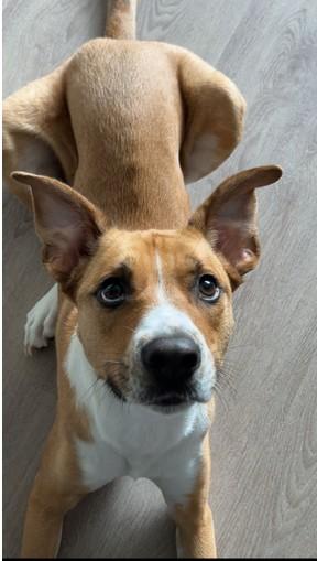 Enlarge Roku (68 lbs), a Adoptable mixed breed in Mississauga, ON image 2/6