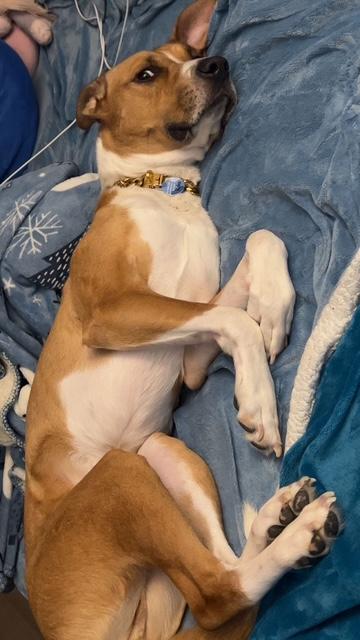 Enlarge Roku (68 lbs), a Adoptable mixed breed in Mississauga, ON image 3/6