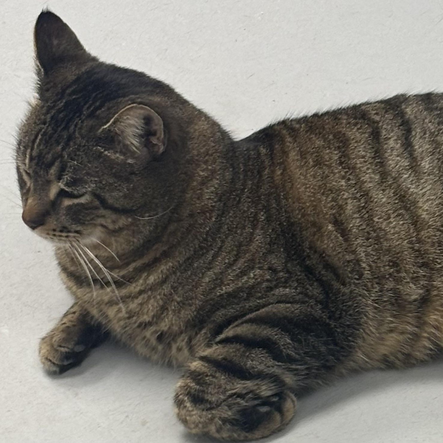Bob, adopted, Adult Male Tabby.