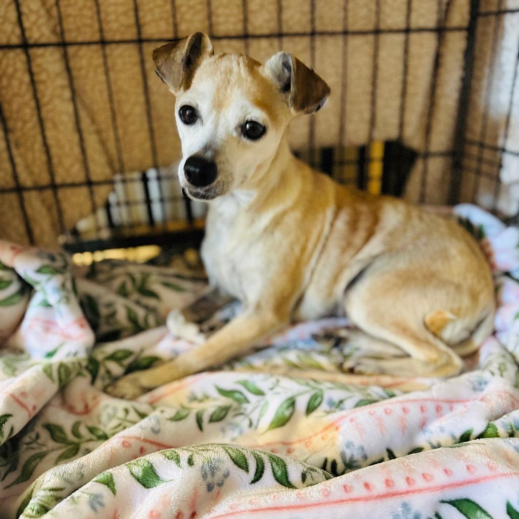 Enlarge Shirley, a Adoptable mixed breed in Brownsboro, AL image 1/2