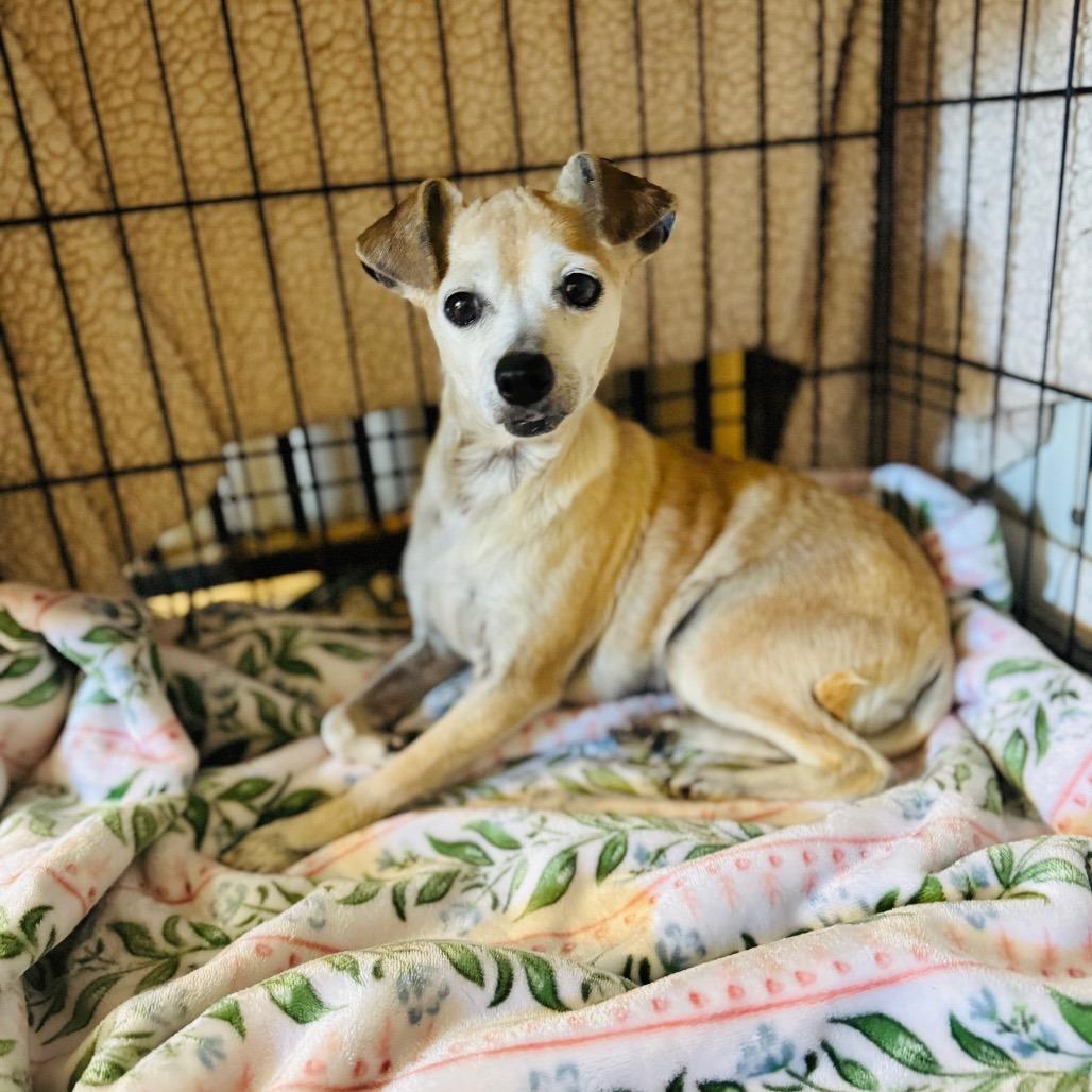Enlarge Shirley, a Adoptable mixed breed in Brownsboro, AL image 2/2