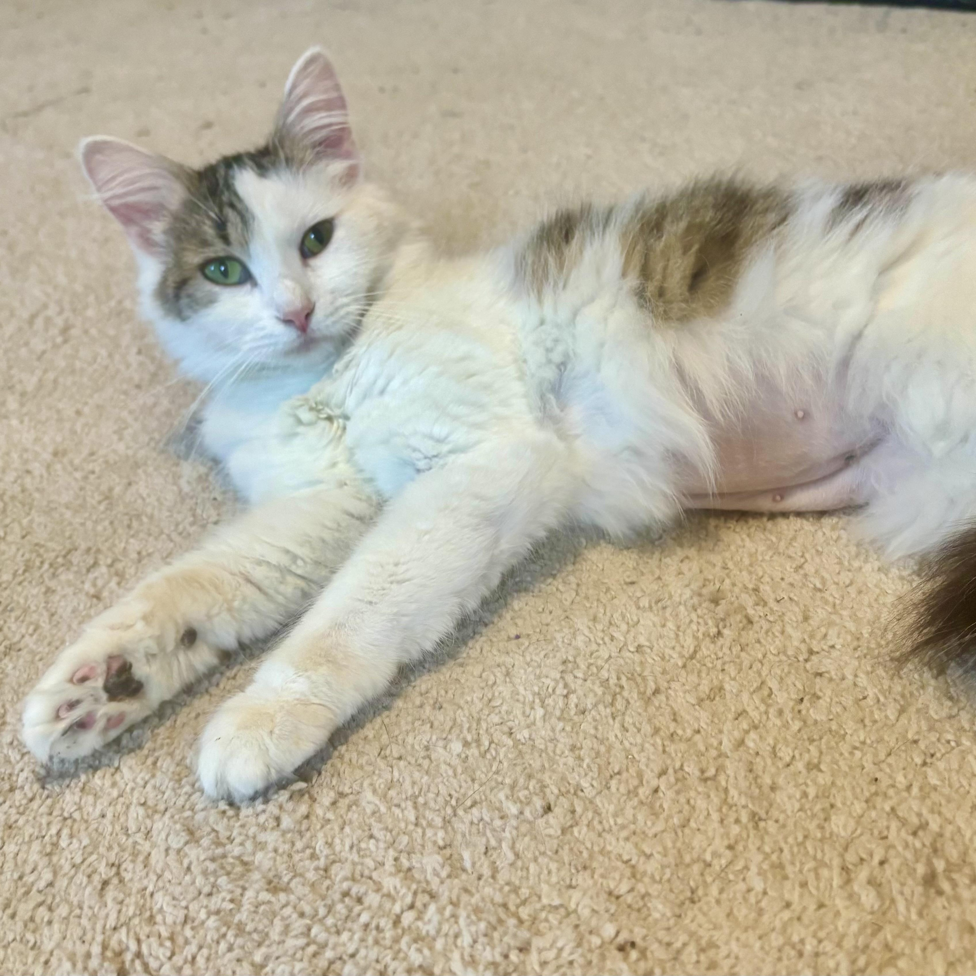 Enlarge Fat Cat, a Adoptable Domestic Medium Hair in Richmond, VA image 3/3