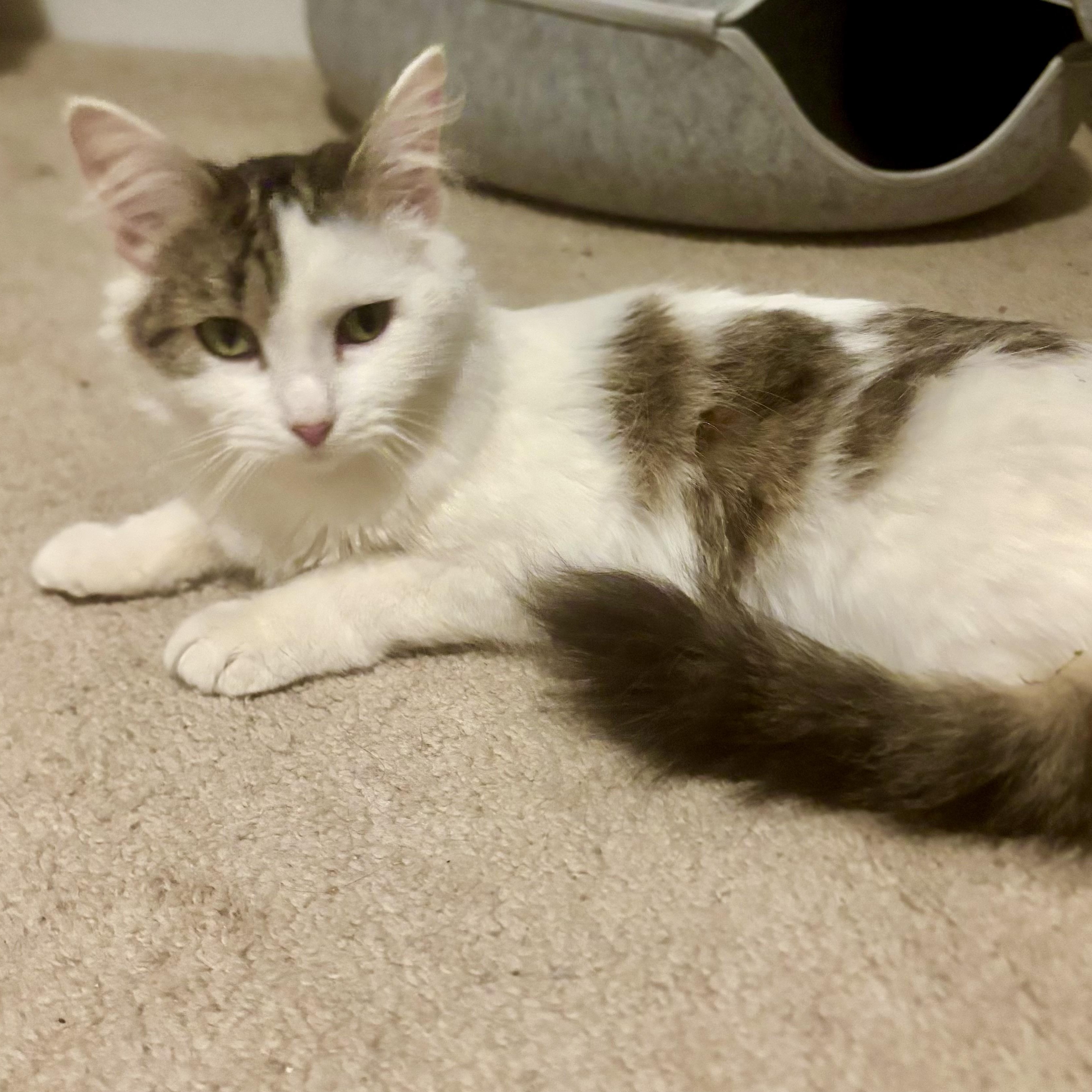 Fat Cat, Adoptable, Young Female Domestic Medium Hair.