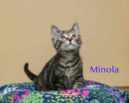 Minola, Adoptable, Kitten Female Domestic Short Hair & Domestic Short Hair.
