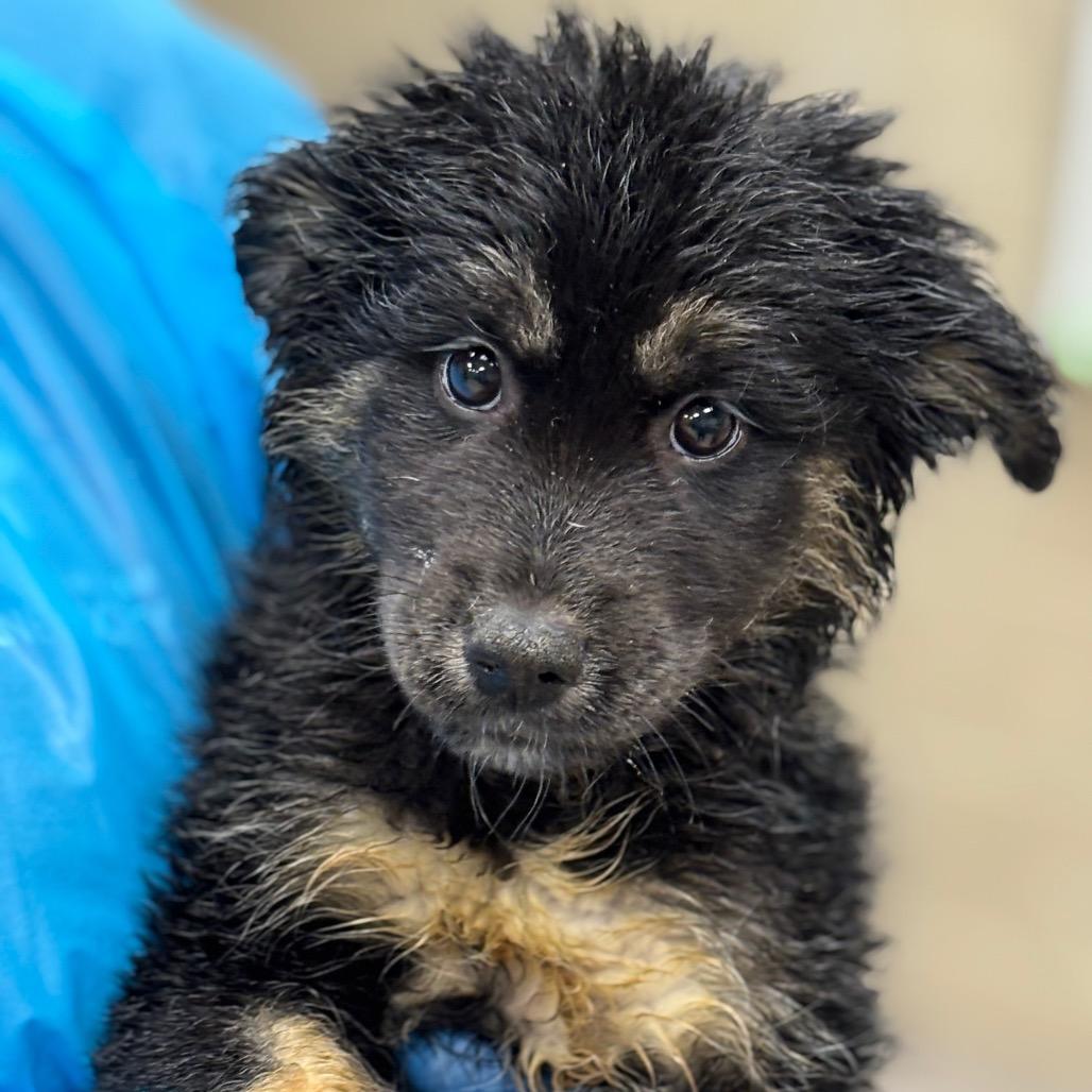 Mickey, Adoptable, Young Male Shepherd.