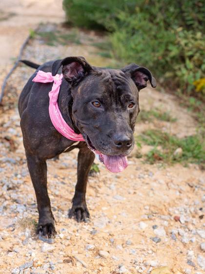 Enlarge Trina, a Adoptable mixed breed in Atlanta, GA image 1/3