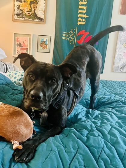 Enlarge Trina, a Adoptable mixed breed in Atlanta, GA image 2/3