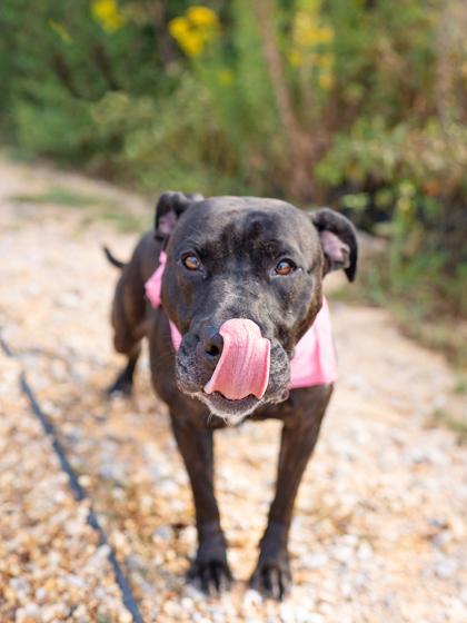 Enlarge Trina, a Adoptable mixed breed in Atlanta, GA image 3/3