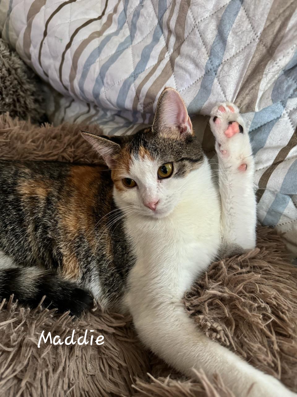 Maddie, a Adoptable Domestic Short Hair in Waterloo, IA image 2/5