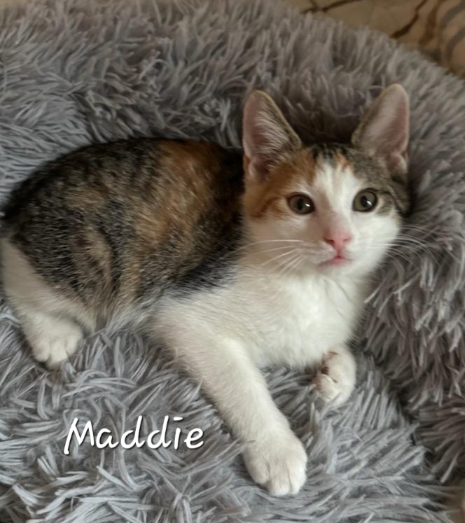 Maddie, a Adoptable Domestic Short Hair in Waterloo, IA image 3/5