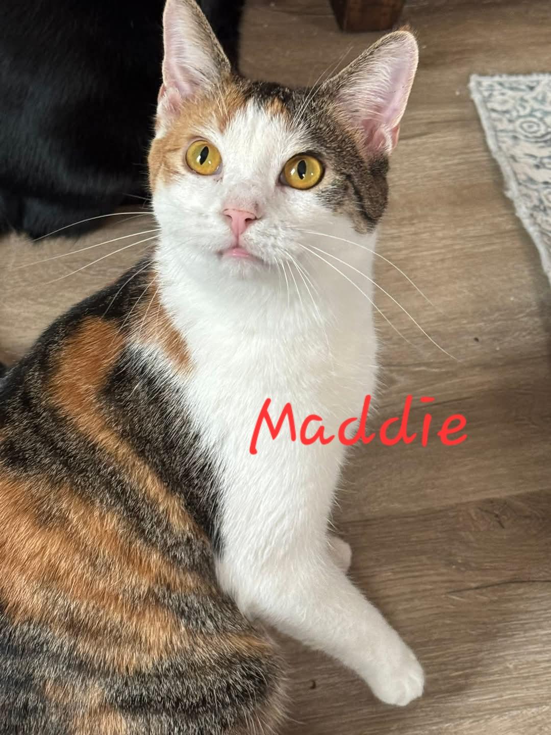 Maddie, a Adoptable Domestic Short Hair in Waterloo, IA image 1/5