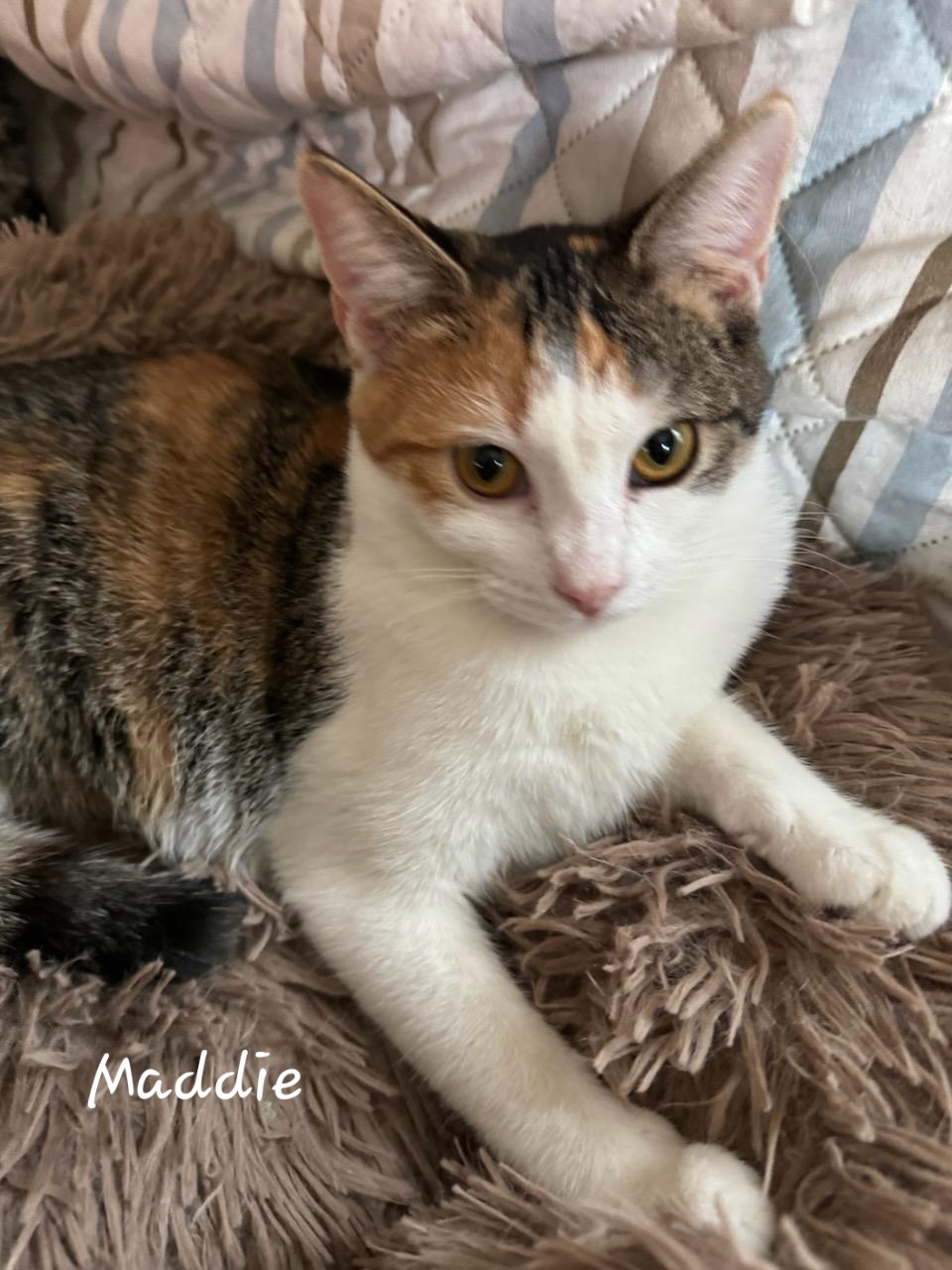 Maddie, a Adoptable Domestic Short Hair in Waterloo, IA image 5/5