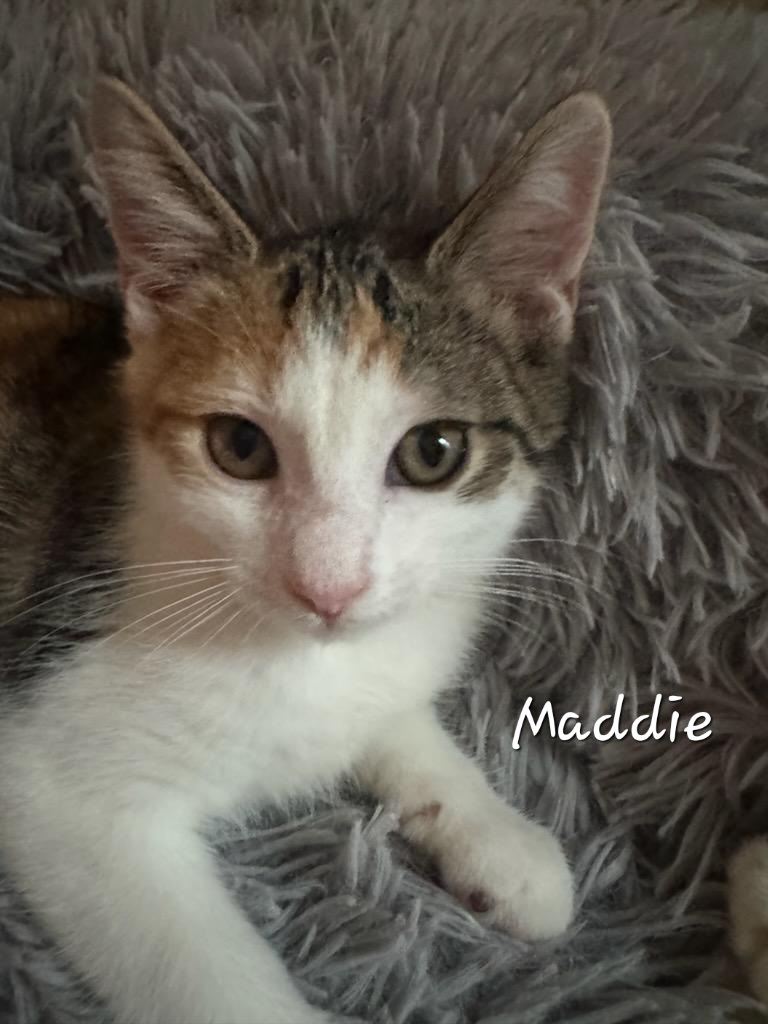 Maddie, a Adoptable Domestic Short Hair in Waterloo, IA image 4/5