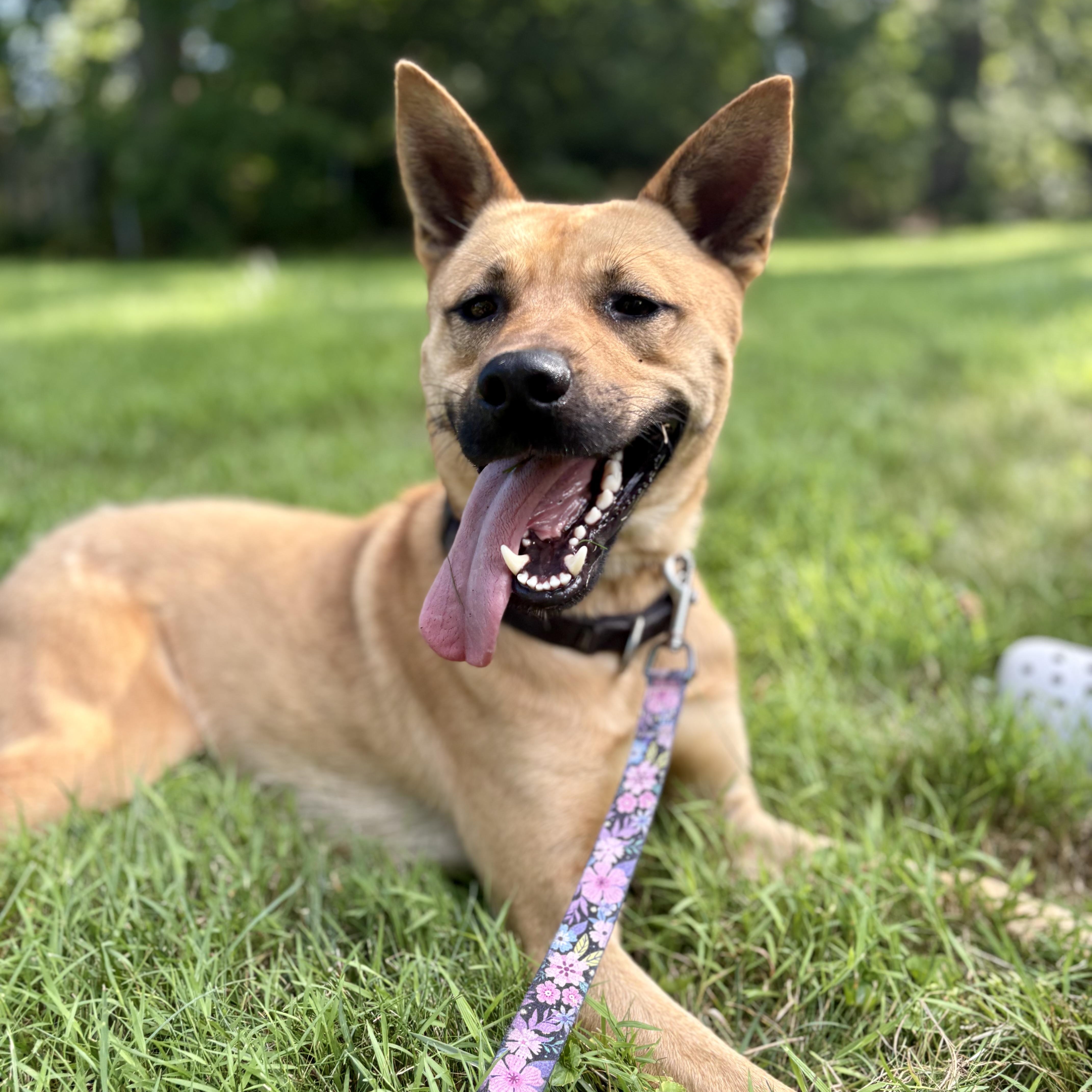 Enlarge Hunter, a Adoptable mixed breed in Cumberland, RI image 5/6