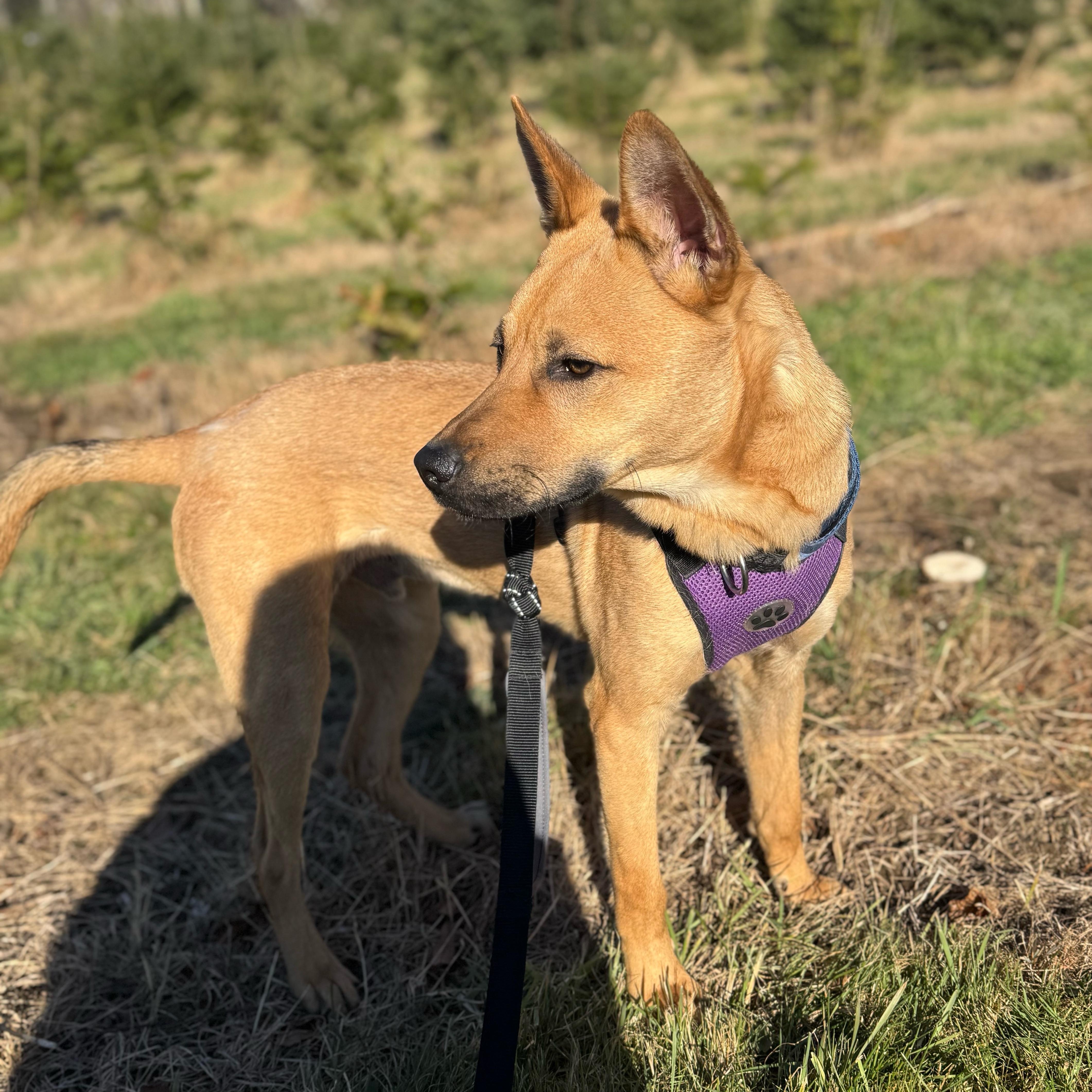Hunter, a Adoptable mixed breed in Cumberland, RI image 5/6