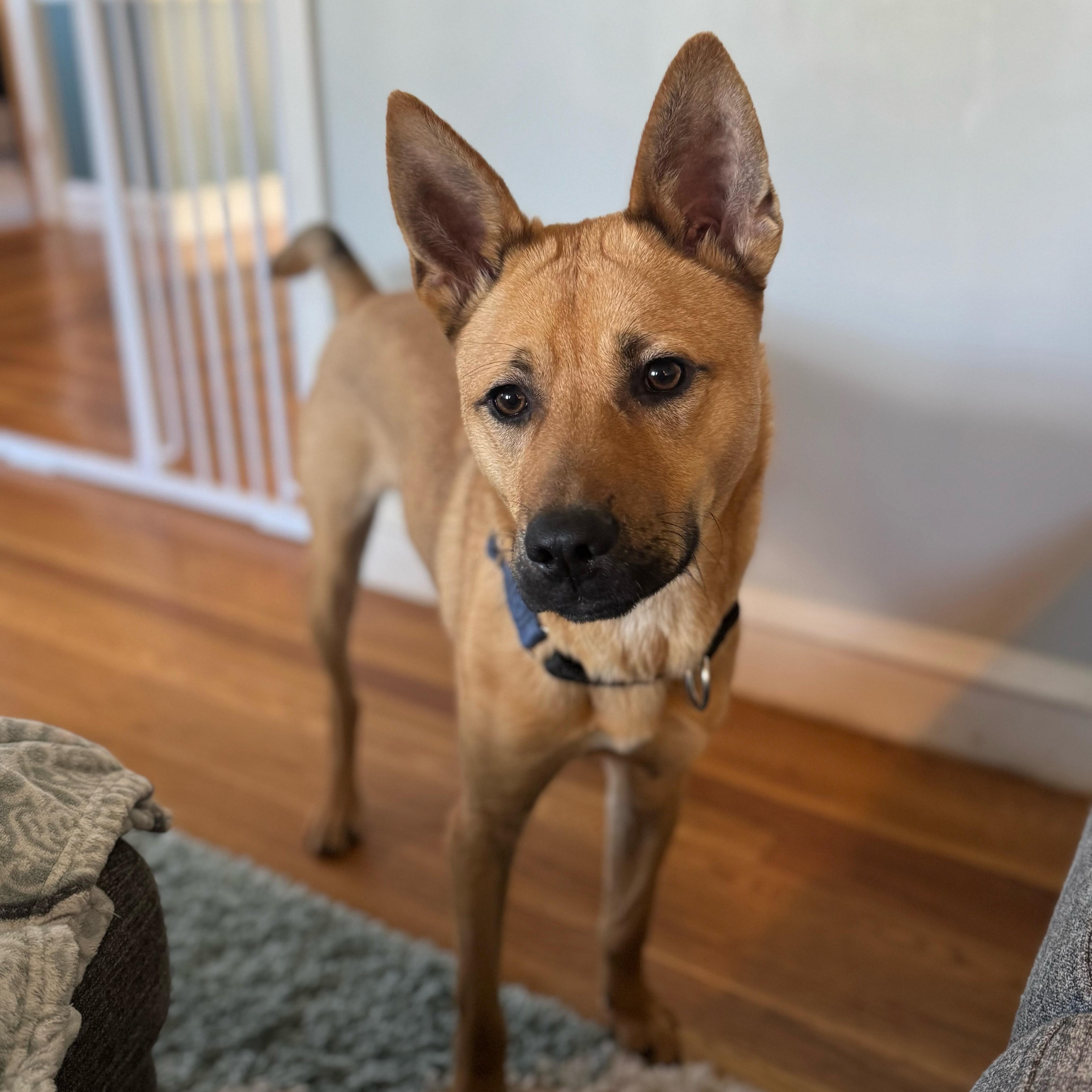 Hunter, a Adoptable mixed breed in Cumberland, RI image 3/6