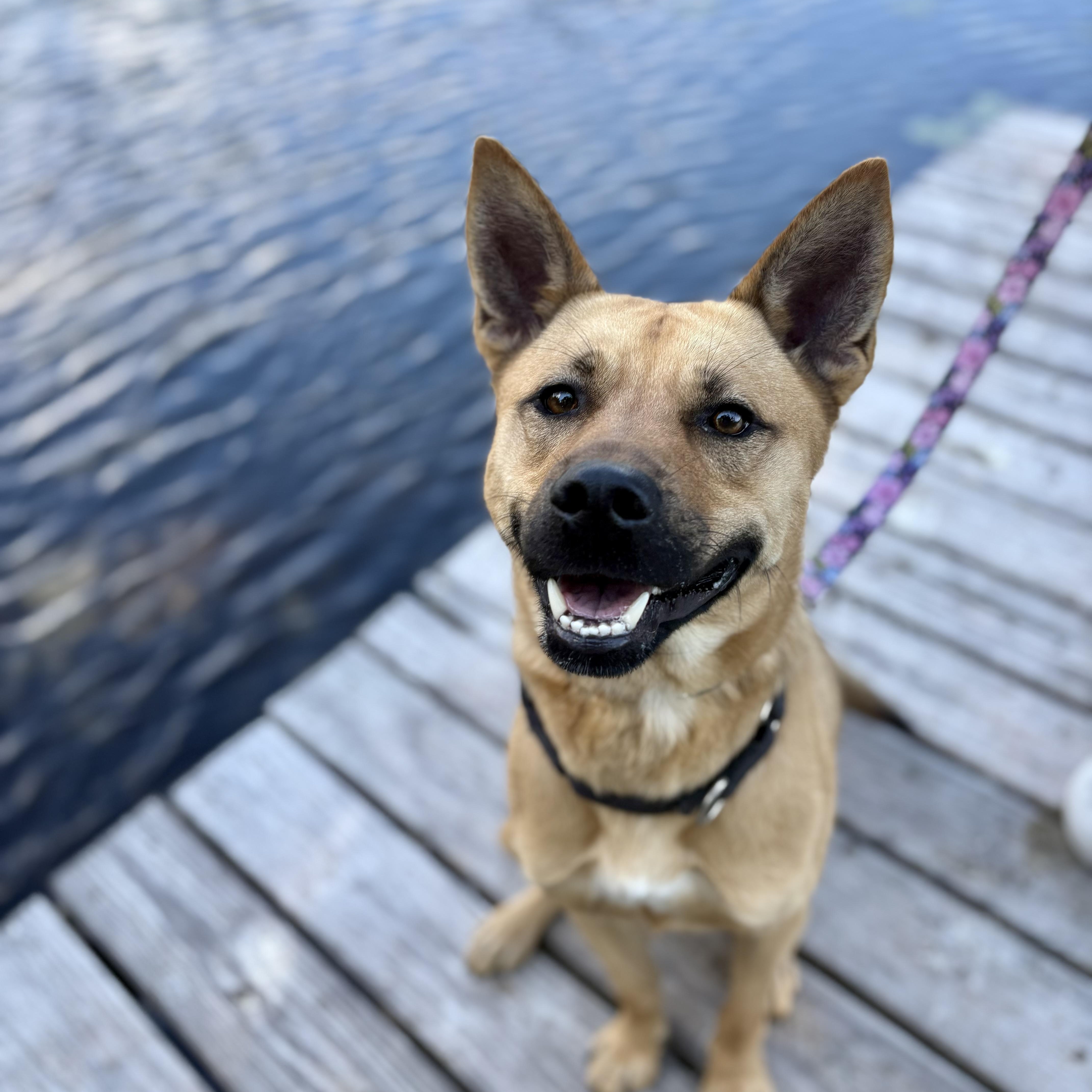 Enlarge Hunter, a Adoptable mixed breed in Cumberland, RI image 2/6