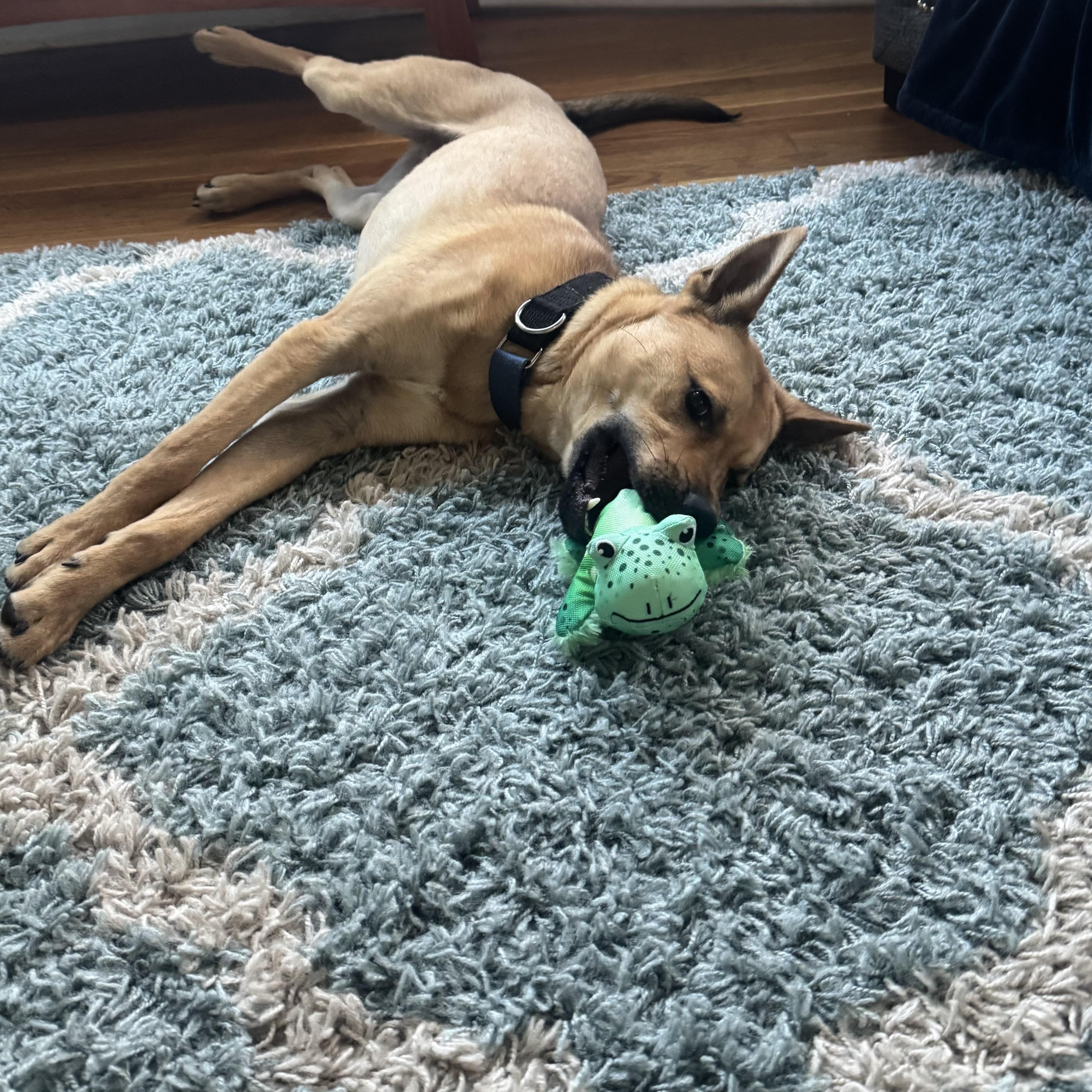 Hunter, a Adoptable mixed breed in Cumberland, RI image 4/6