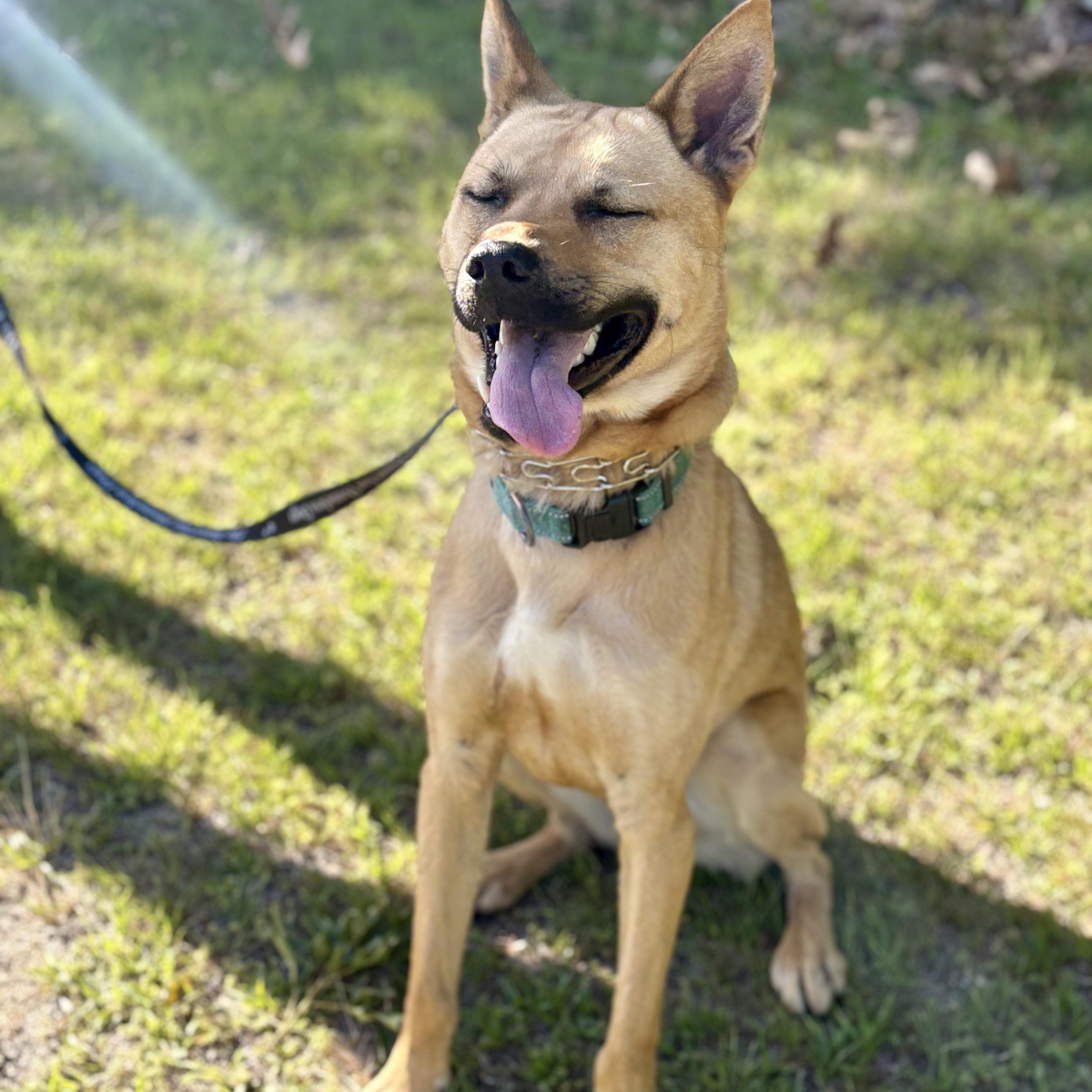 Hunter, a Adoptable mixed breed in Cumberland, RI image 4/5
