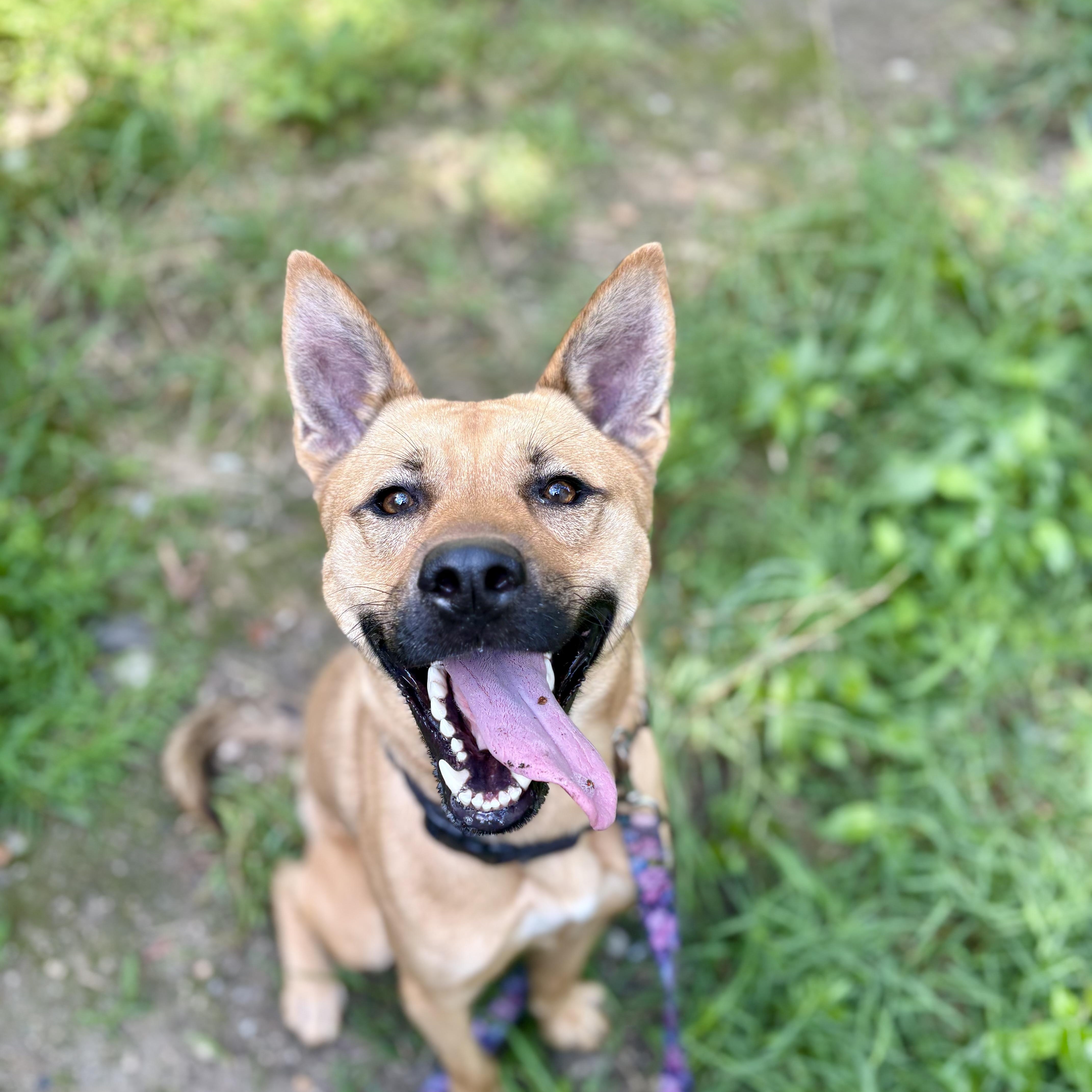 Enlarge Hunter, a Adoptable mixed breed in Cumberland, RI image 4/6