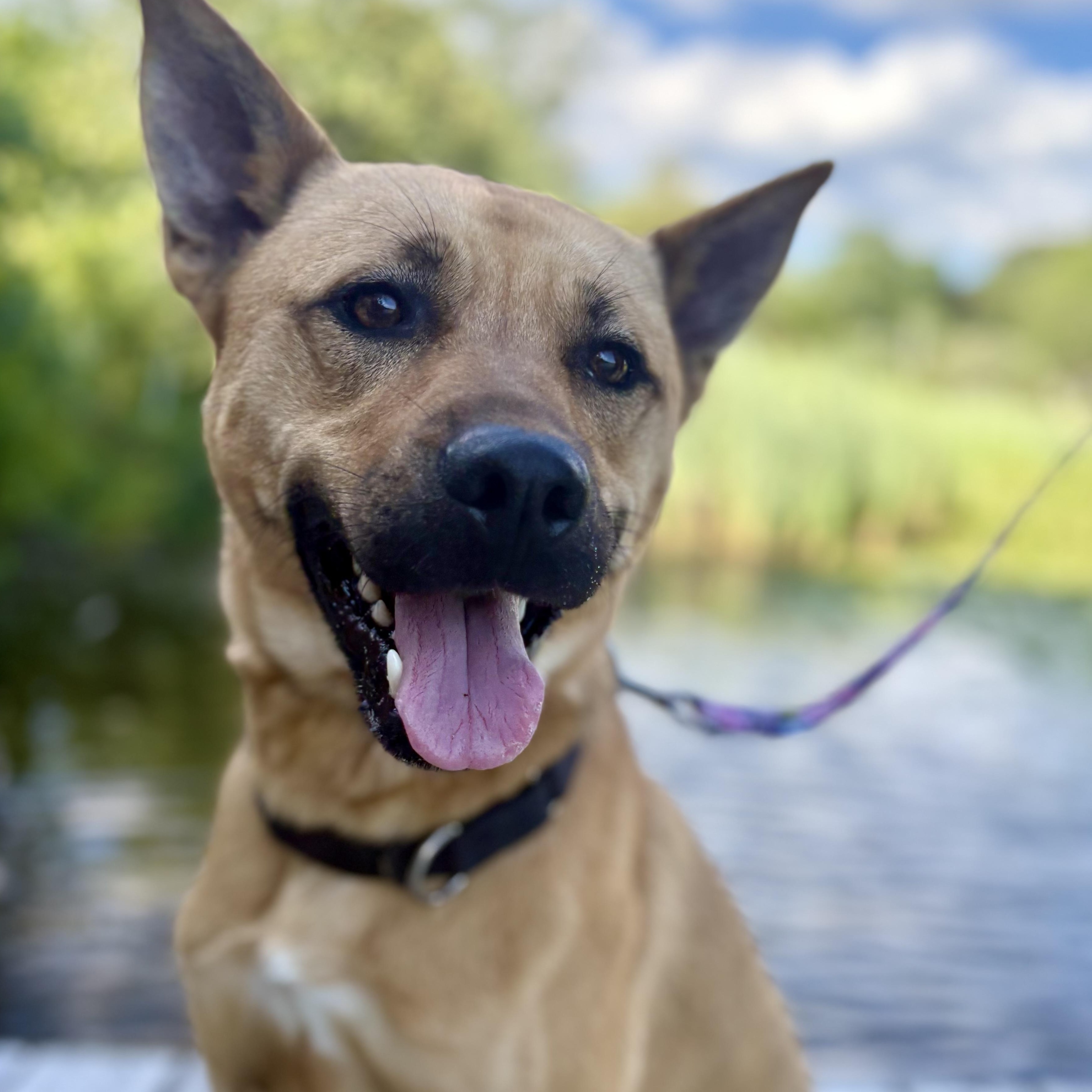 Enlarge Hunter, a Adoptable mixed breed in Cumberland, RI image 3/6