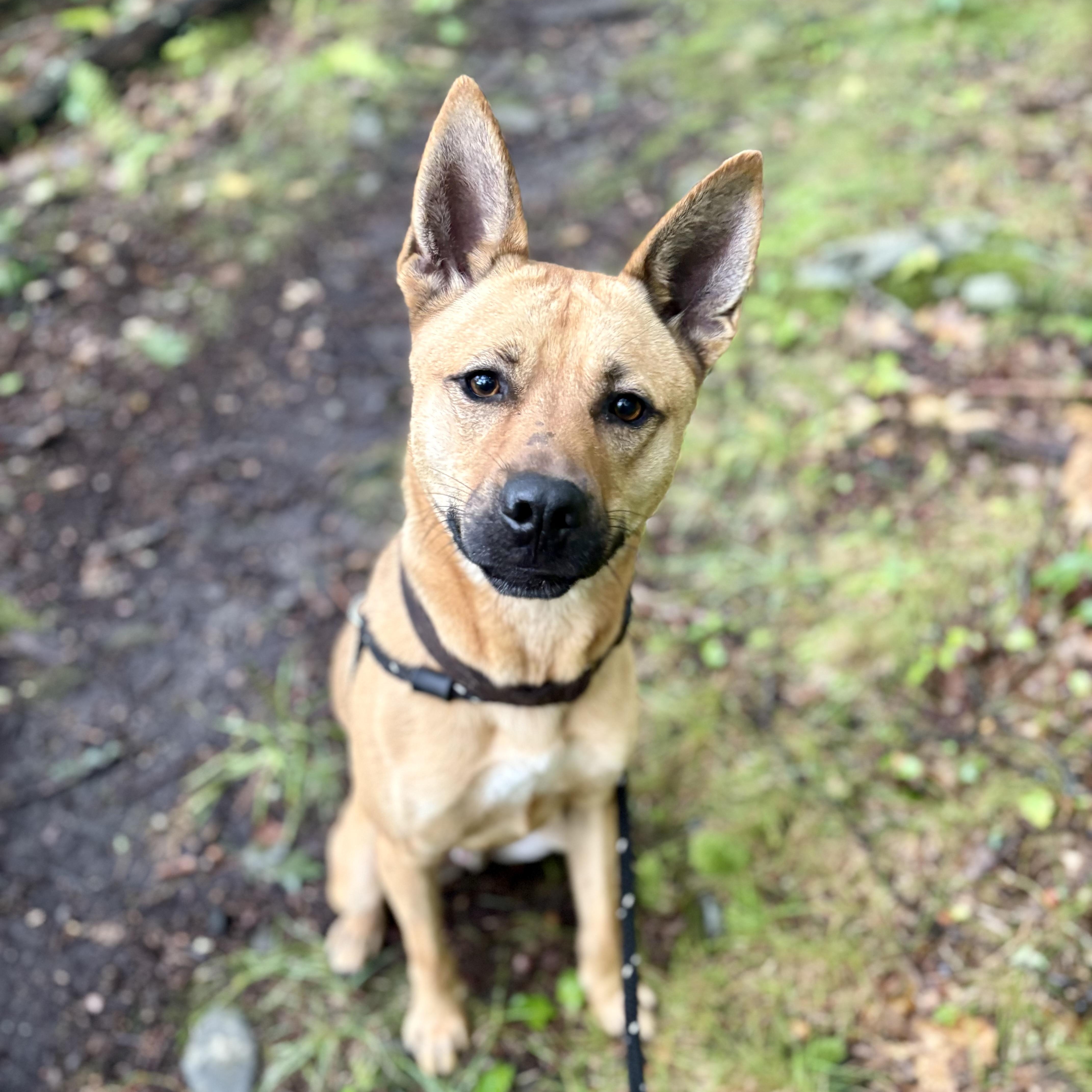 Enlarge Hunter, a Adoptable mixed breed in Cumberland, RI image 5/6