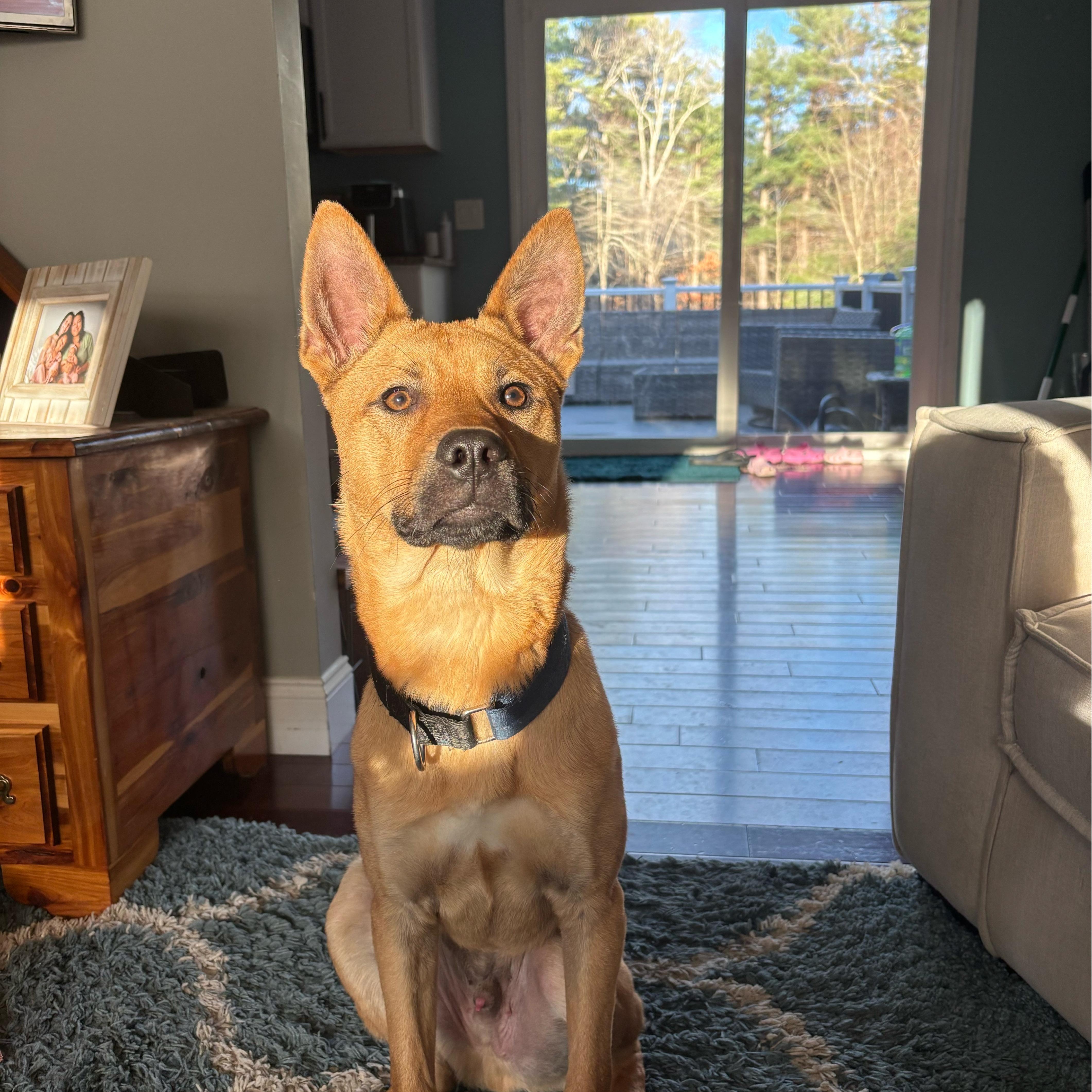 Hunter, a Adoptable mixed breed in Cumberland, RI image 2/6