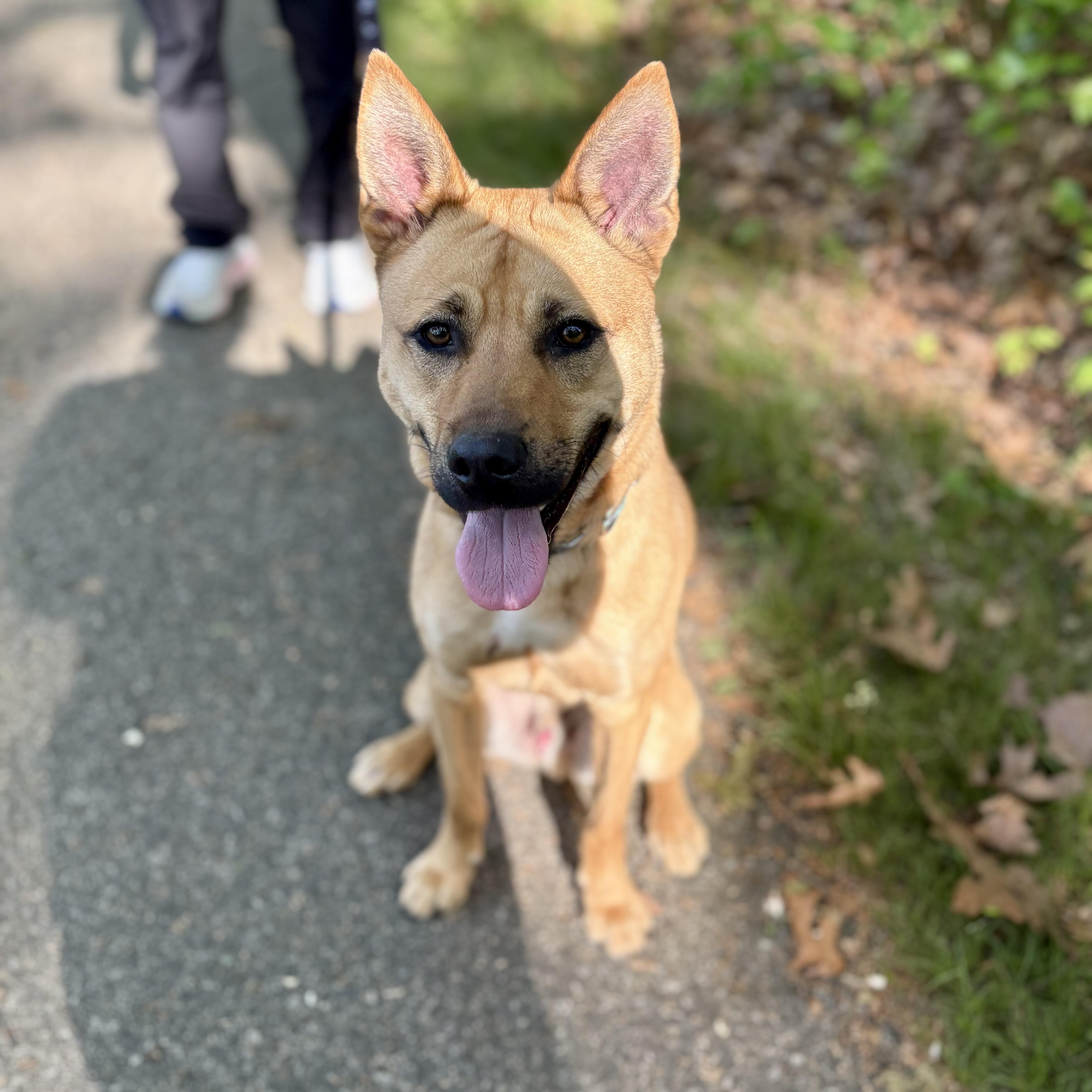 Hunter, a Adoptable mixed breed in Cumberland, RI image 3/5
