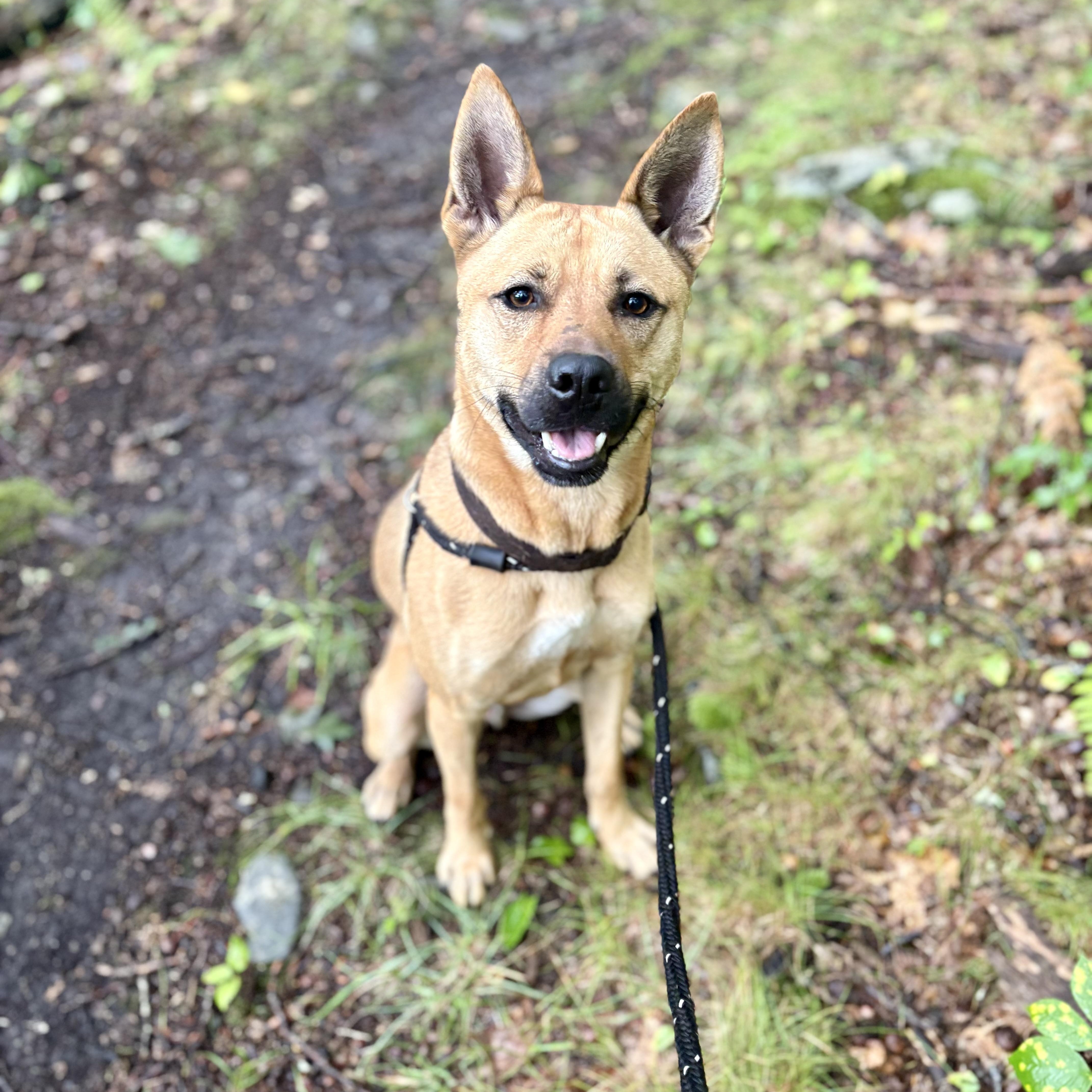Enlarge Hunter, a Adoptable mixed breed in Cumberland, RI image 4/6