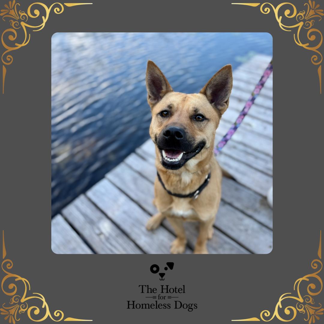 Hunter, Adoptable, Adult Male Shepherd & Husky.