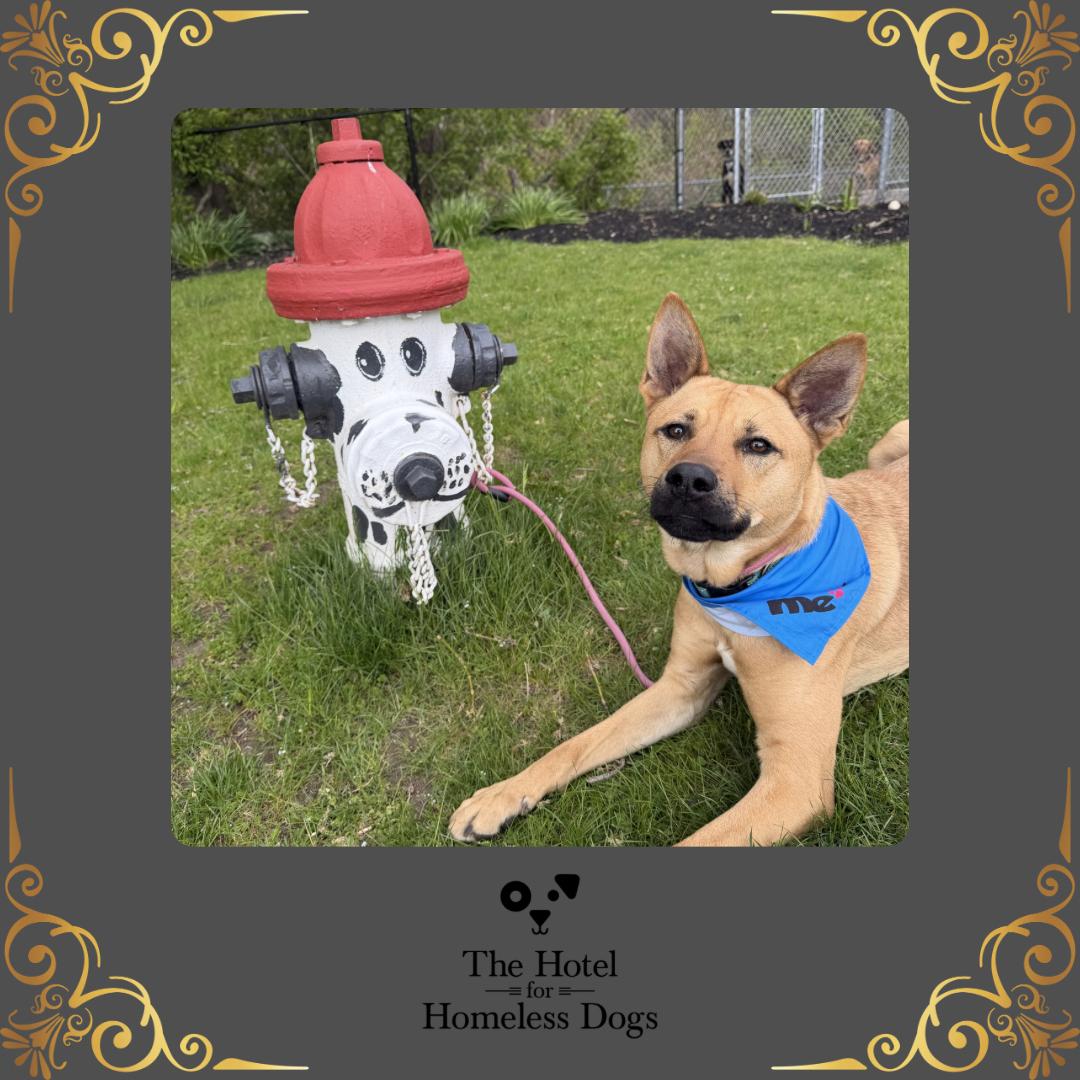 Hunter, Adoptable, Adult Male Shepherd & Husky.