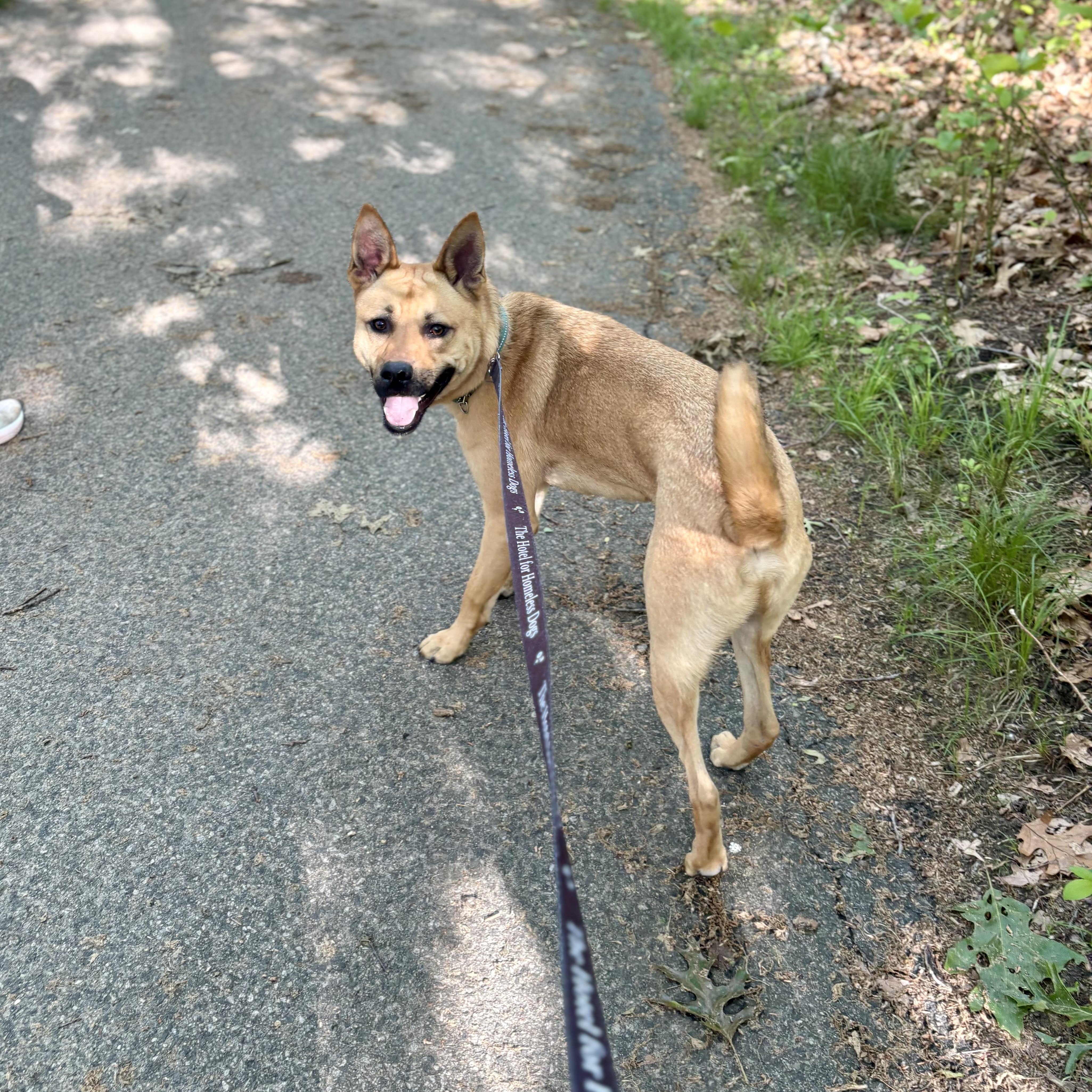 Hunter, a Adoptable mixed breed in Cumberland, RI image 5/5