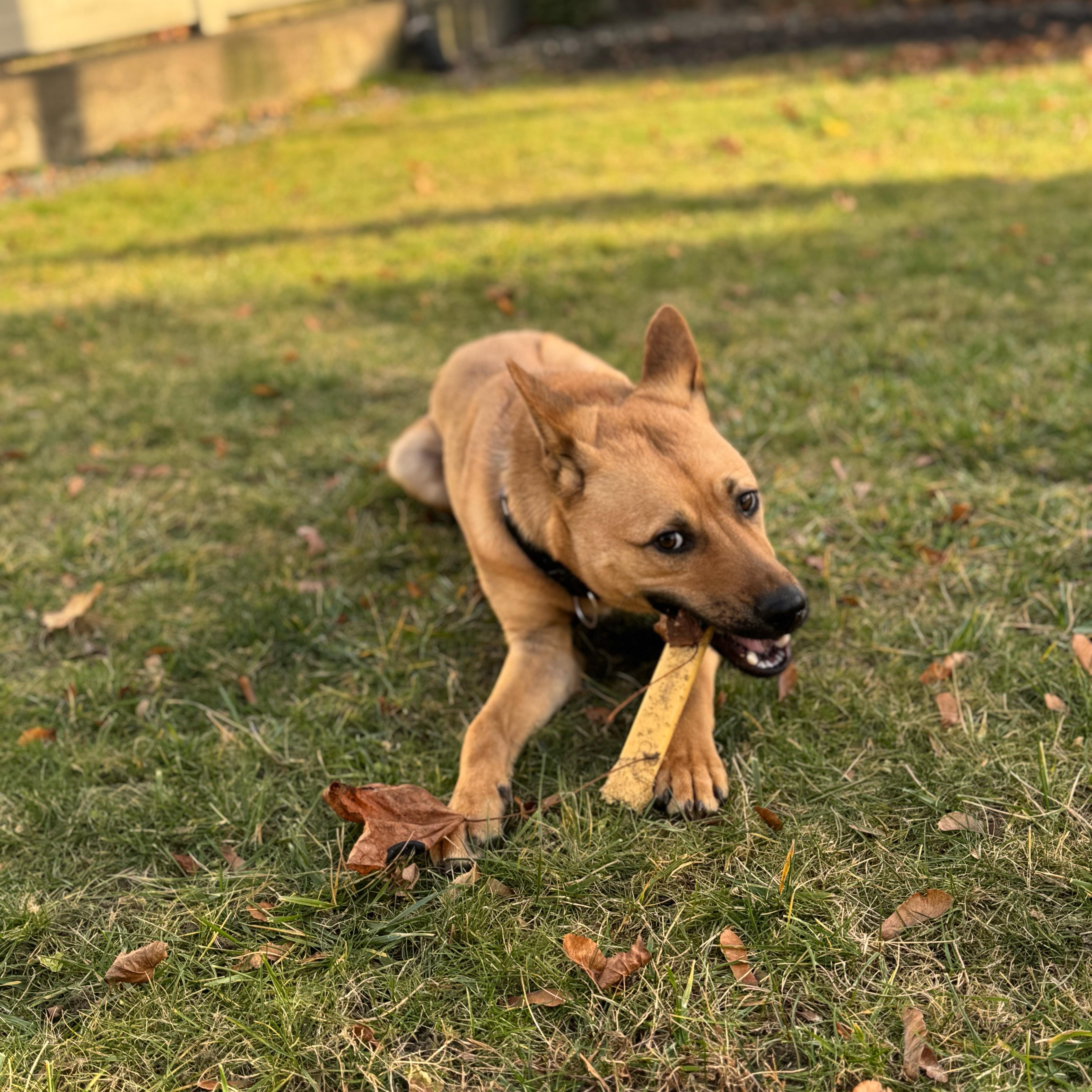 Hunter, a Adoptable mixed breed in Cumberland, RI image 6/6