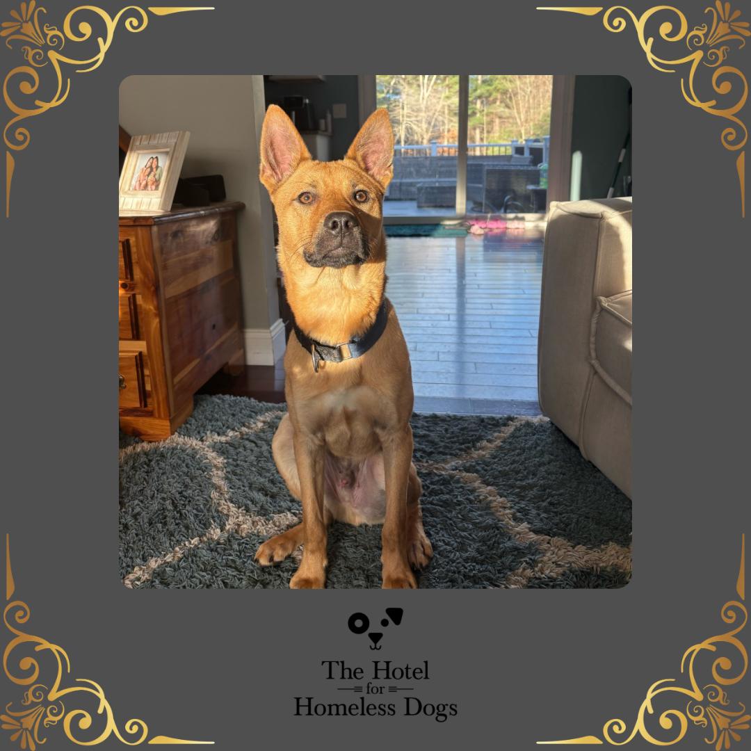 Hunter, a Adoptable mixed breed in Cumberland, RI image 1/6