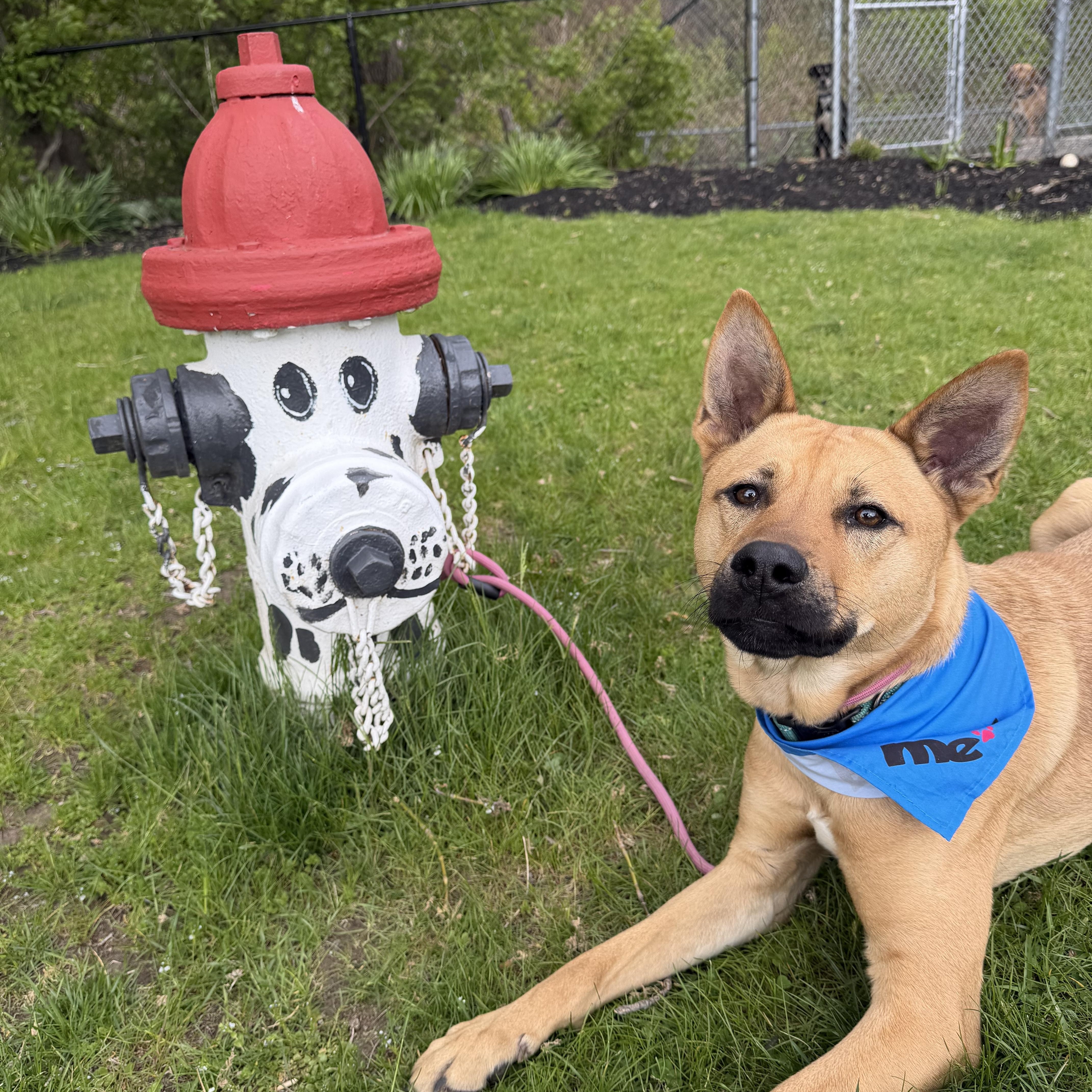 Hunter, a Adoptable mixed breed in Cumberland, RI image 2/5