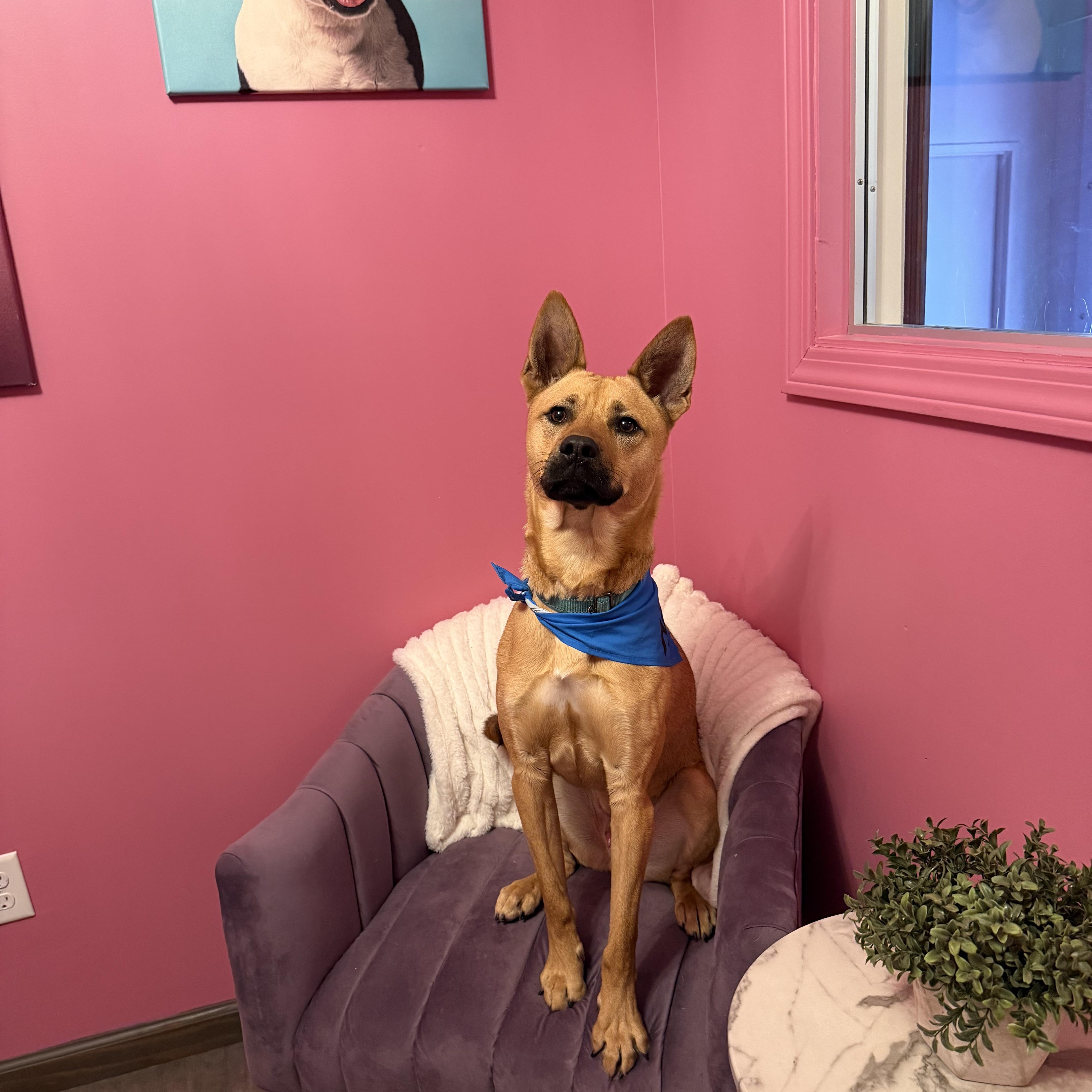 Hunter, a Adoptable mixed breed in Cumberland, RI image 4/5