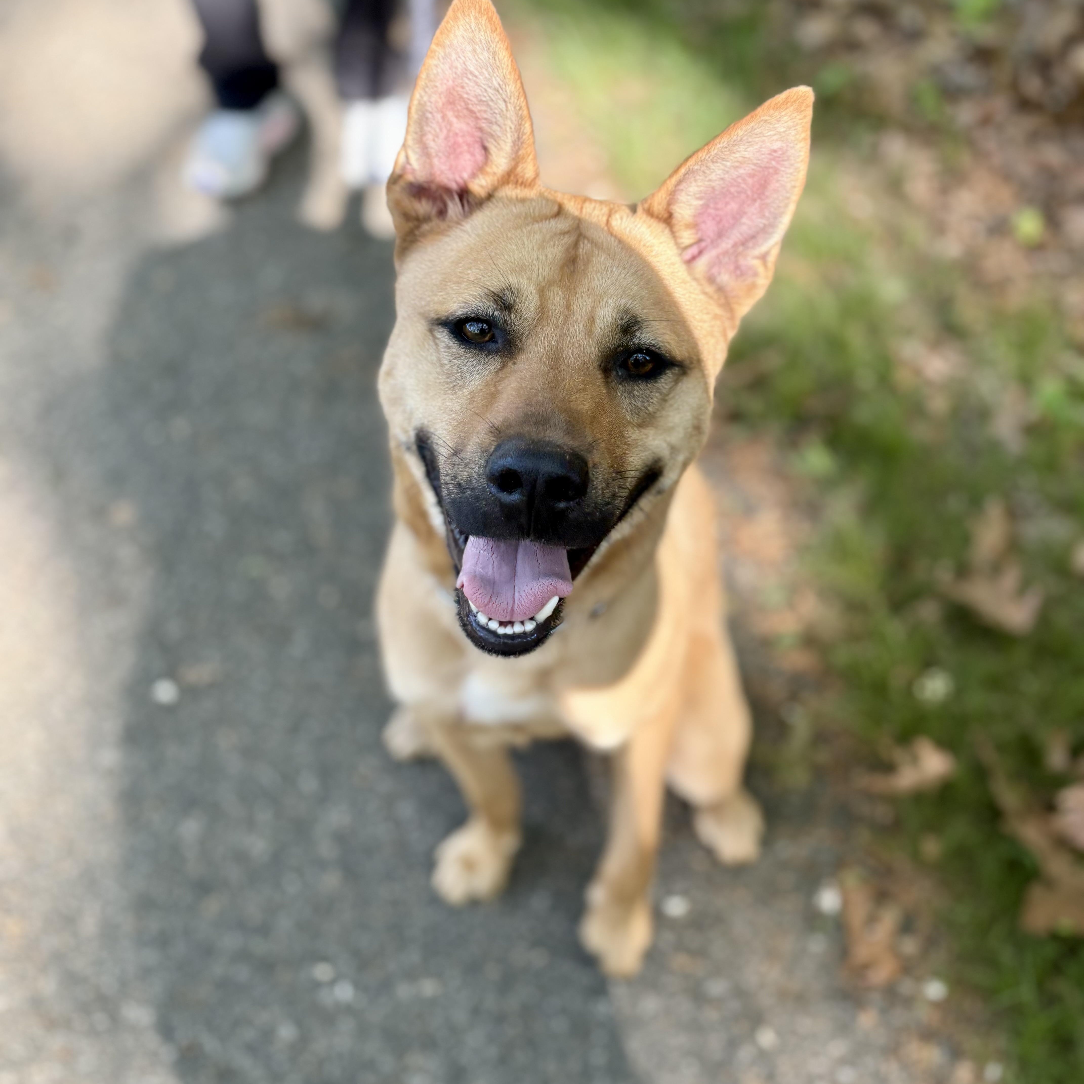 Hunter, a Adoptable mixed breed in Cumberland, RI image 2/5