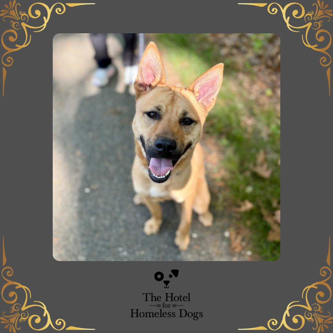 Hunter, a Adoptable mixed breed in Cumberland, RI image 1/5