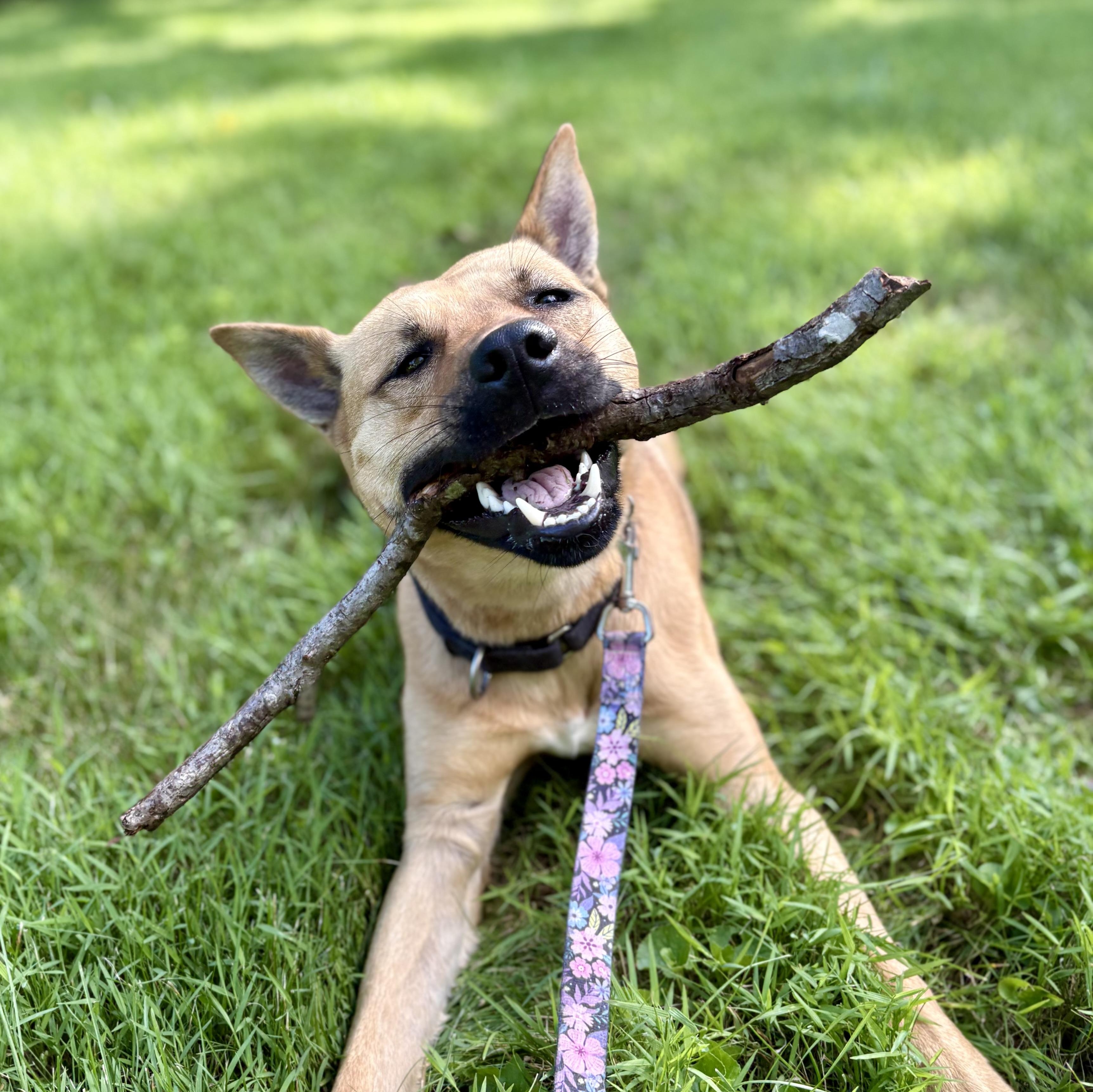 Enlarge Hunter, a Adoptable mixed breed in Cumberland, RI image 6/6