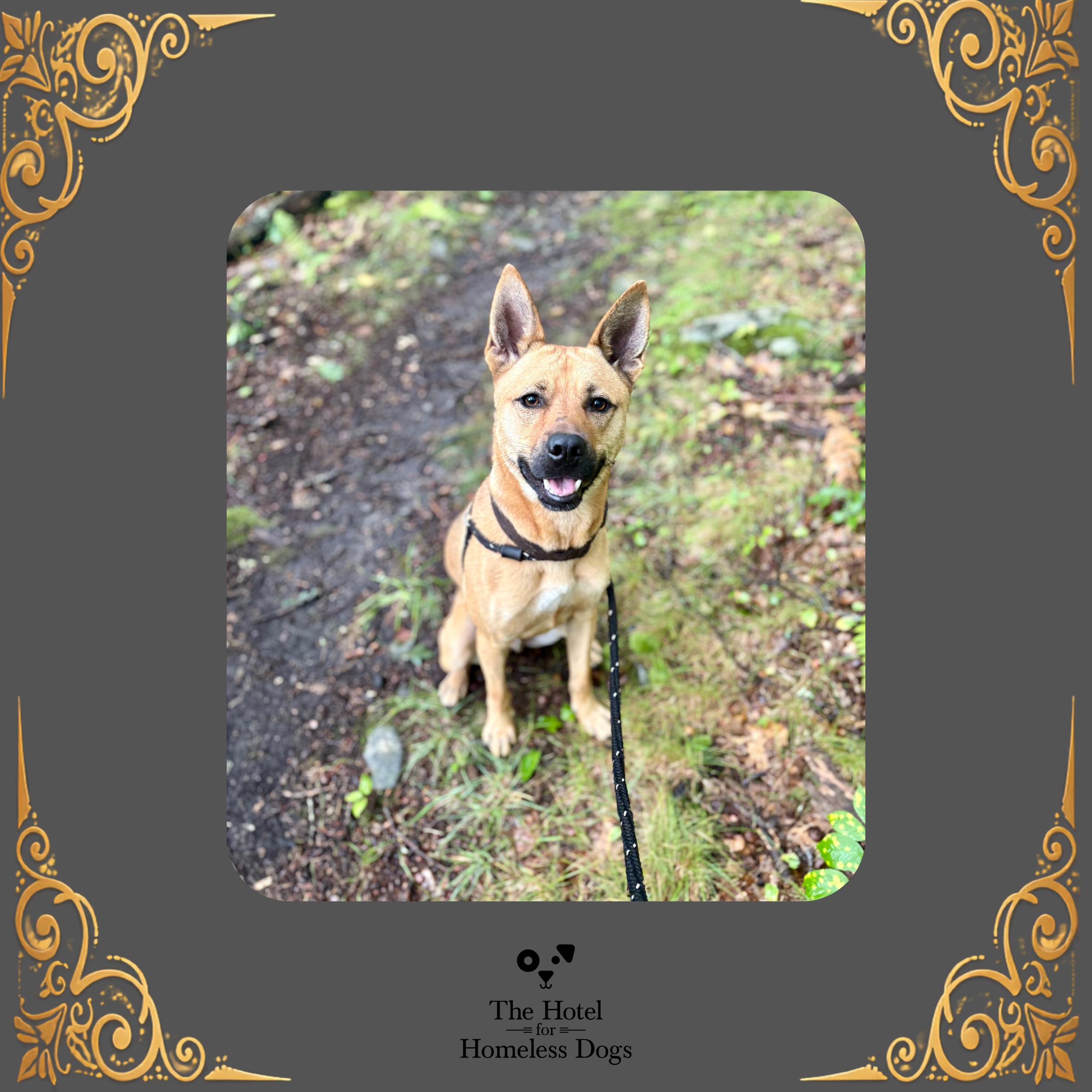 Hunter, Adoptable, Adult Male Shepherd & Husky.