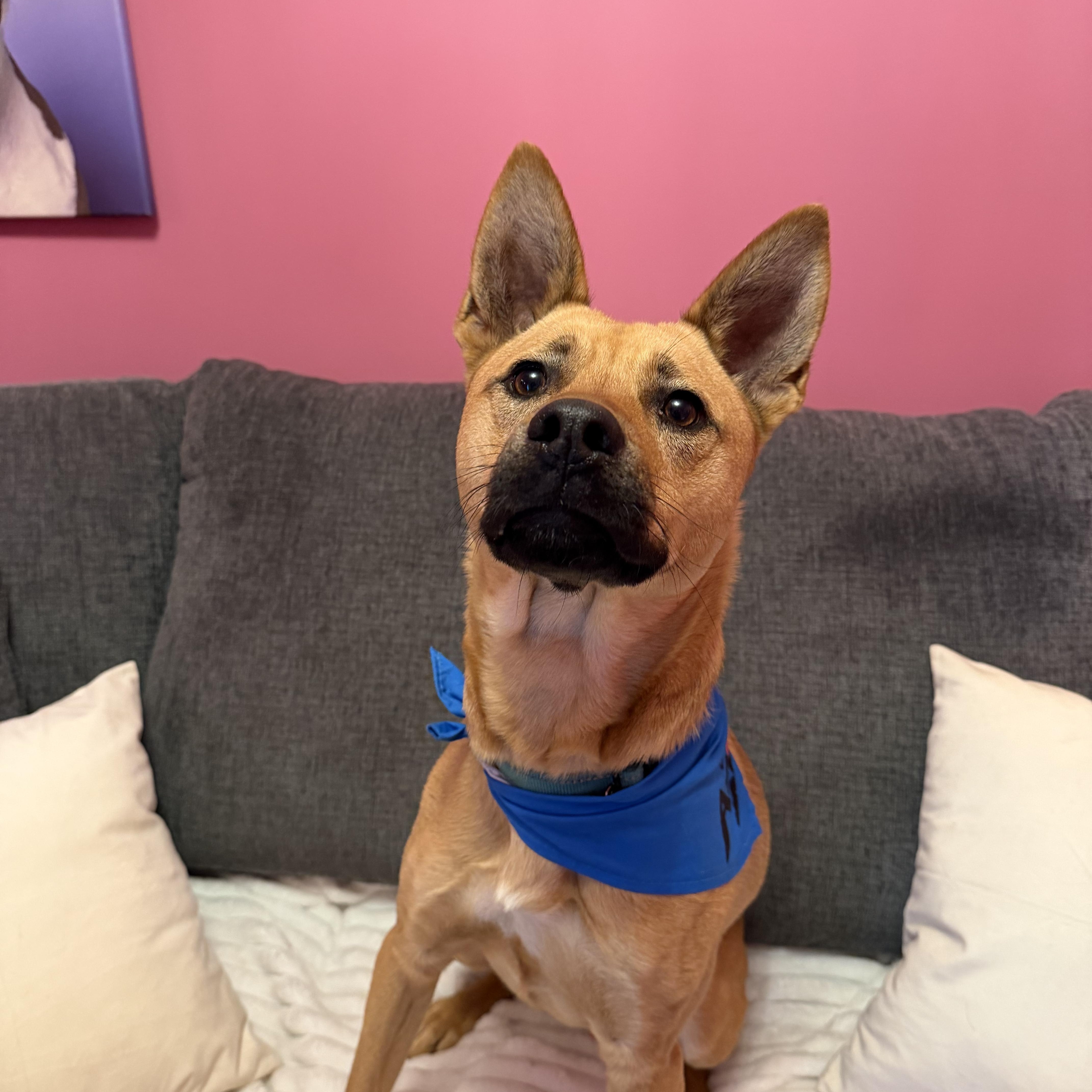 Hunter, a Adoptable mixed breed in Cumberland, RI image 3/5