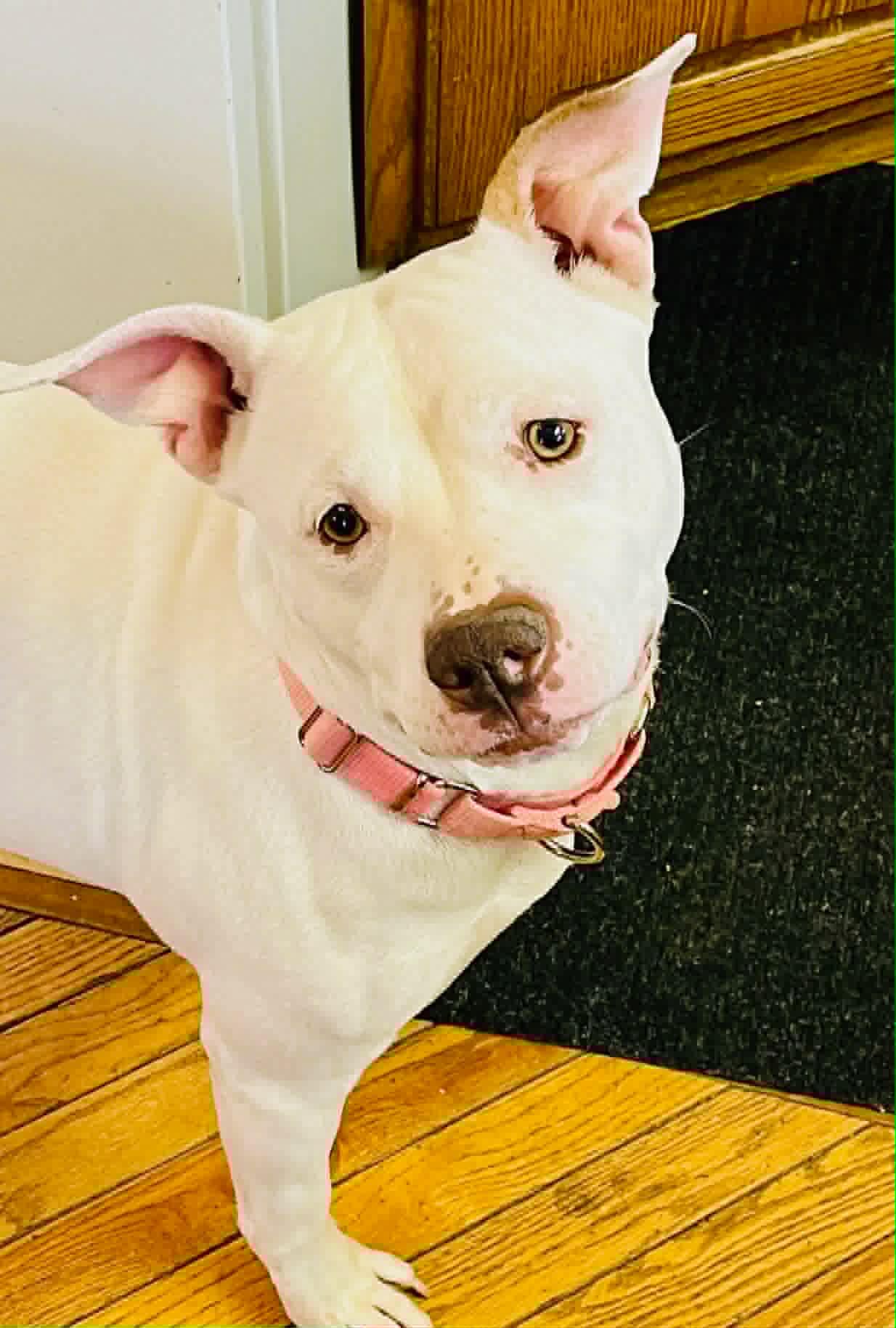 Enlarge Alaska , an adoptable mixed breed in Elyria, OH image 4/6